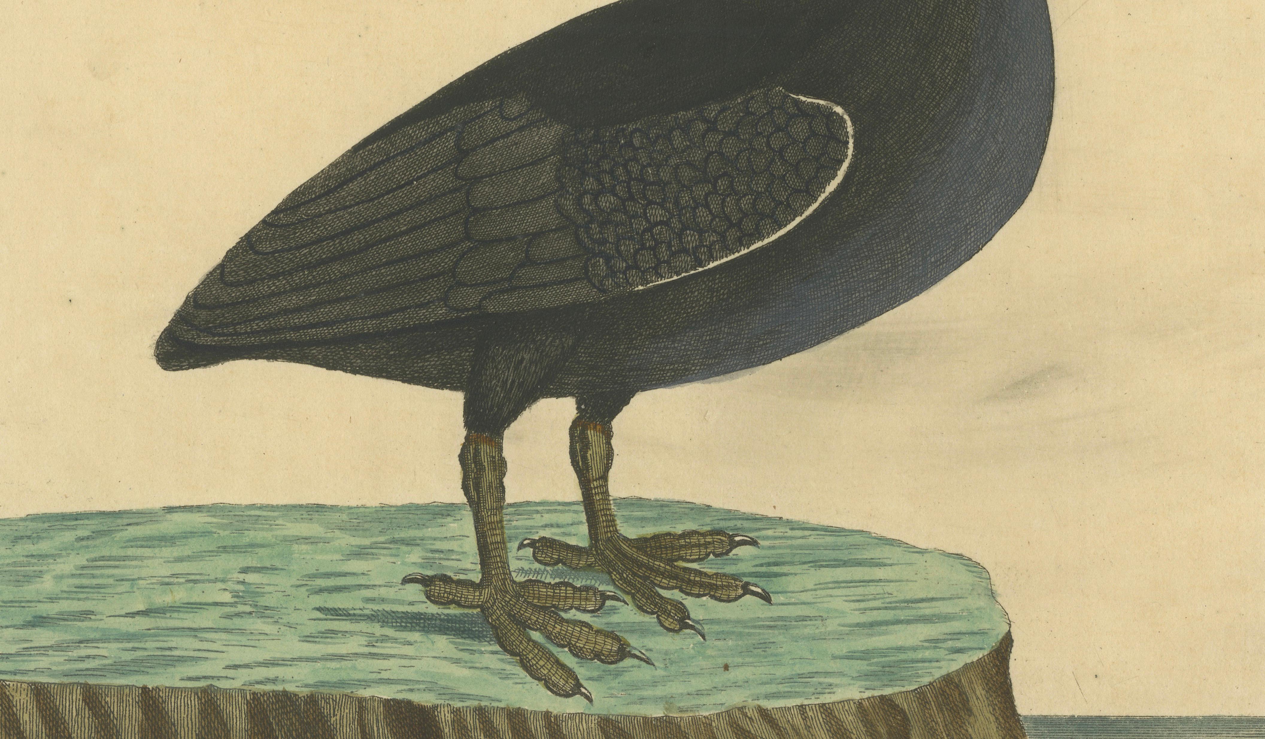 Antique Hand-Colored Engraving of the Bald Coot by E. Albin, circa 1730 For Sale 3