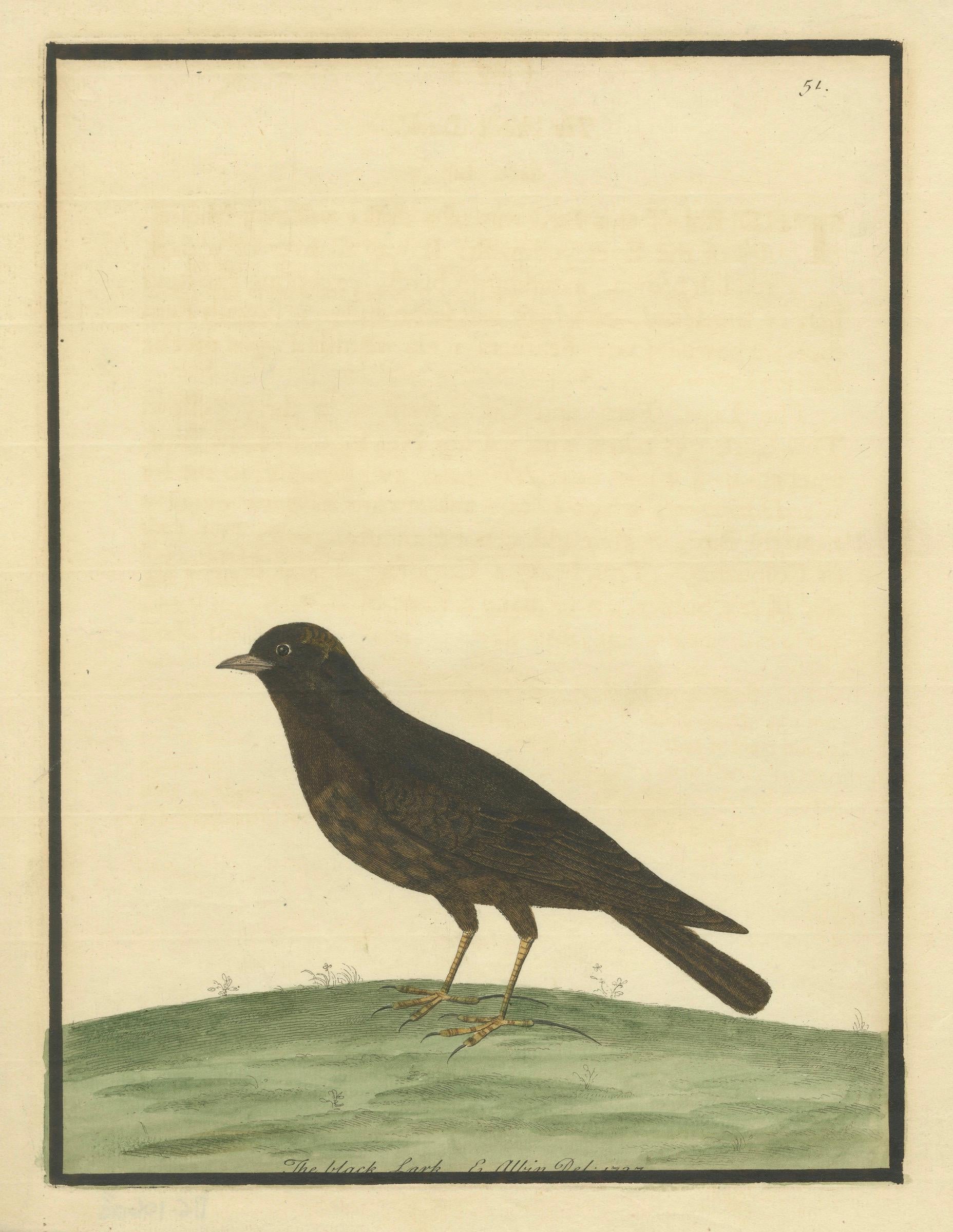 Titel: Antiker handkolorierter Kupferstich der Schwarzen Lerche von Eleazar Albin, um 1730

Beschreibung:
Dieser elegante antike handkolorierte Stich zeigt die Schwarze Lerche, gezeichnet und gestochen von Eleazar Albin um 1730. Der Druck zeigt den