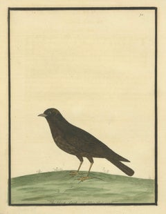 Antique Hand-Colored Engraving of The Black Lark by Eleazar Albin, circa 1730