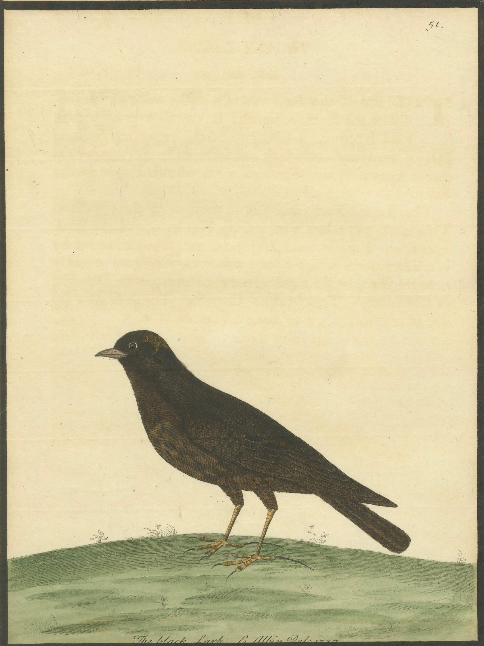 Antiker handkolorierter Kupferstich der Schwarzen Lerche von Eleazar Albin, um 1730 (Englisch) im Angebot