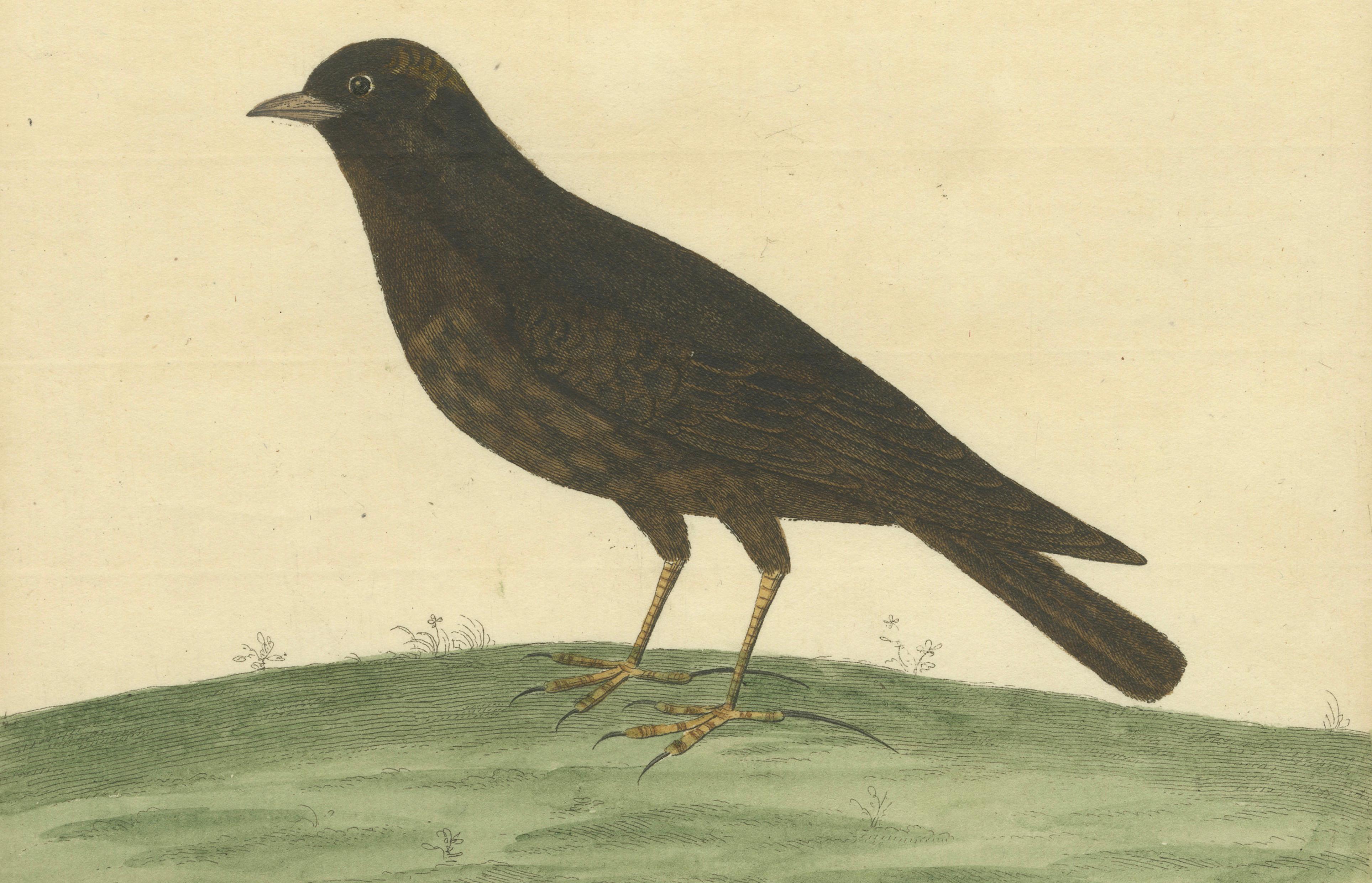 Antiker handkolorierter Kupferstich der Schwarzen Lerche von Eleazar Albin, um 1730 (Graviert) im Angebot