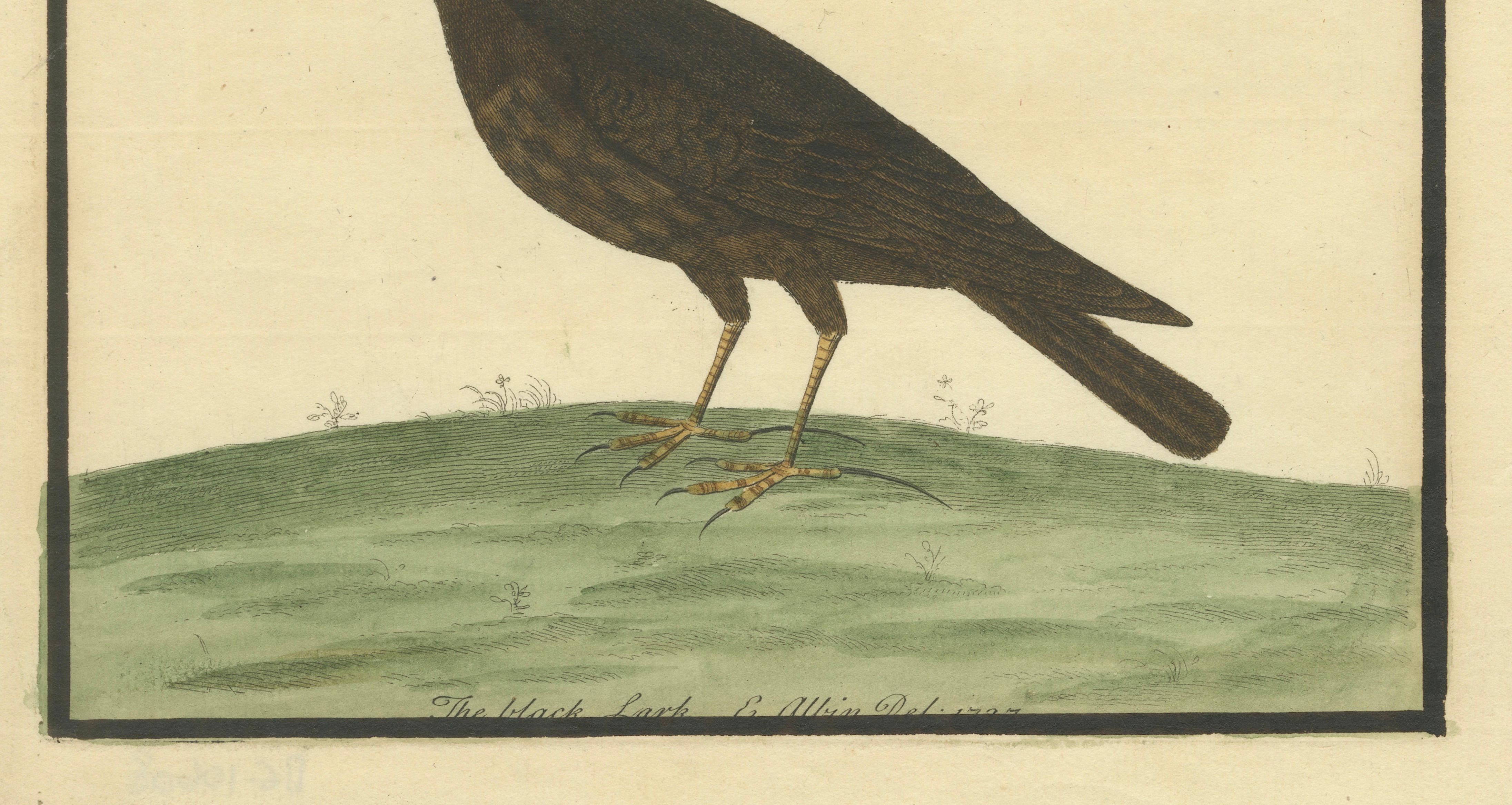 Antiker handkolorierter Kupferstich der Schwarzen Lerche von Eleazar Albin, um 1730 im Zustand „Gut“ im Angebot in Langweer, NL