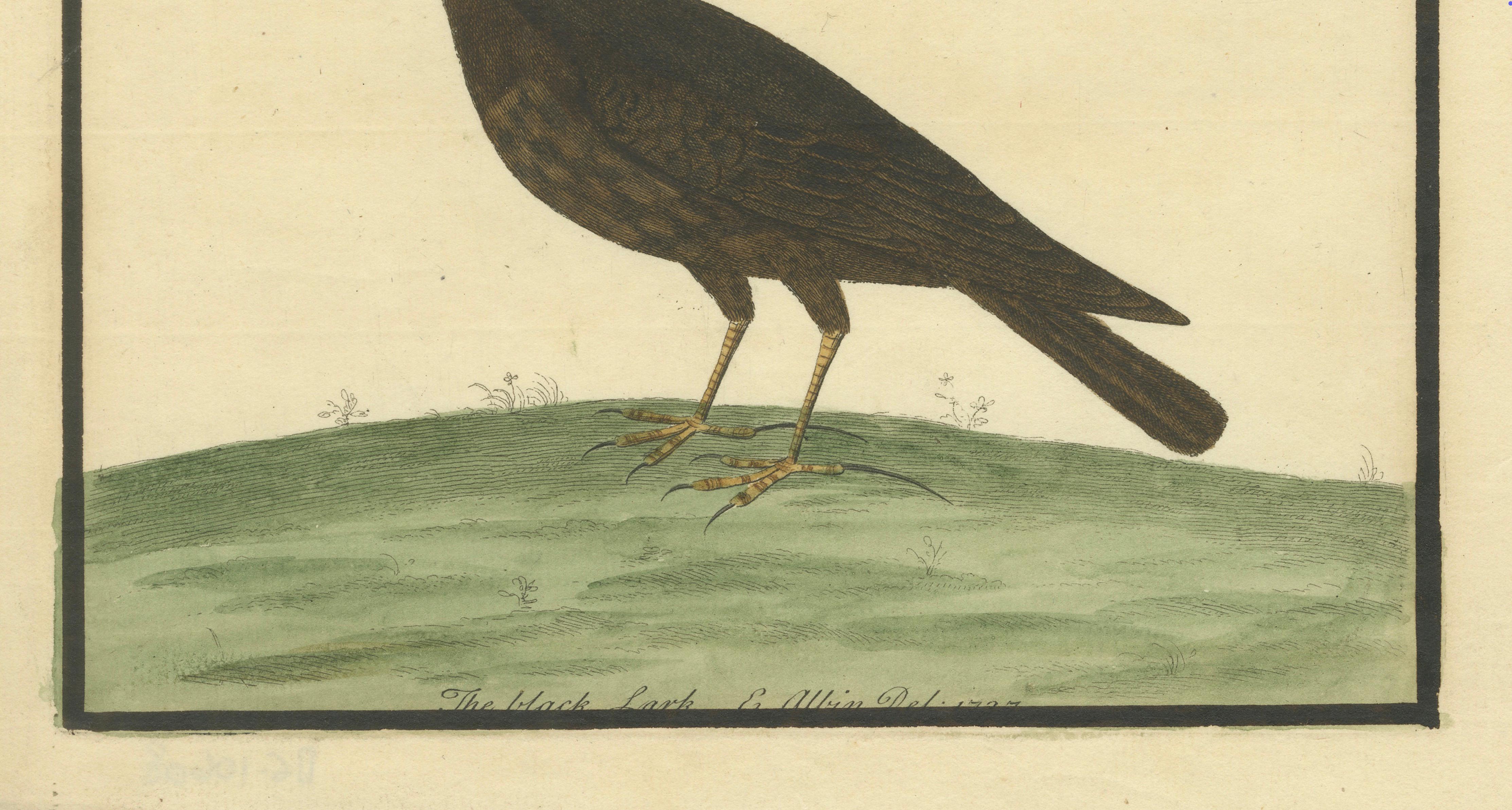 Antiker handkolorierter Kupferstich der Schwarzen Lerche von Eleazar Albin, um 1730 (Papier) im Angebot