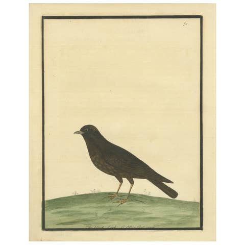 Antique Hand-Colored Engraving of The Black Lark by Eleazar Albin, circa 1730