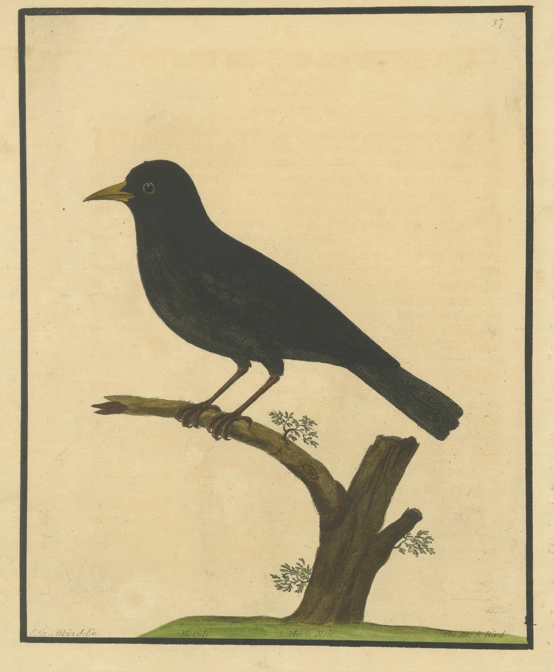 Titel: Antiker handkolorierter Kupferstich der Amsel von Eleazar Albin, um 1730

Beschreibung:
Dieser feine antike handkolorierte Stich mit dem Titel Merul, Merul, The Black Bird wurde von Eleazar Albin gezeichnet und um 1730 veröffentlicht. Die