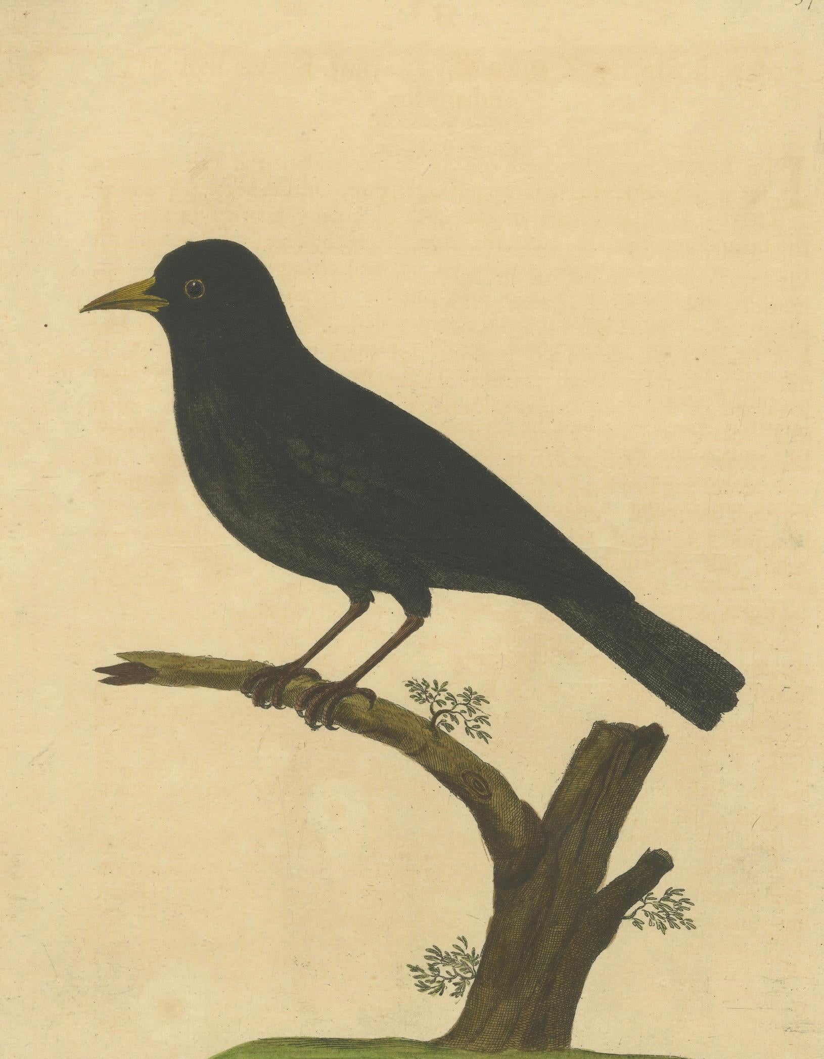 Antiker handkolorierter Kupferstich der Amsel von Eleazar Albin, um 1730 (Englisch) im Angebot