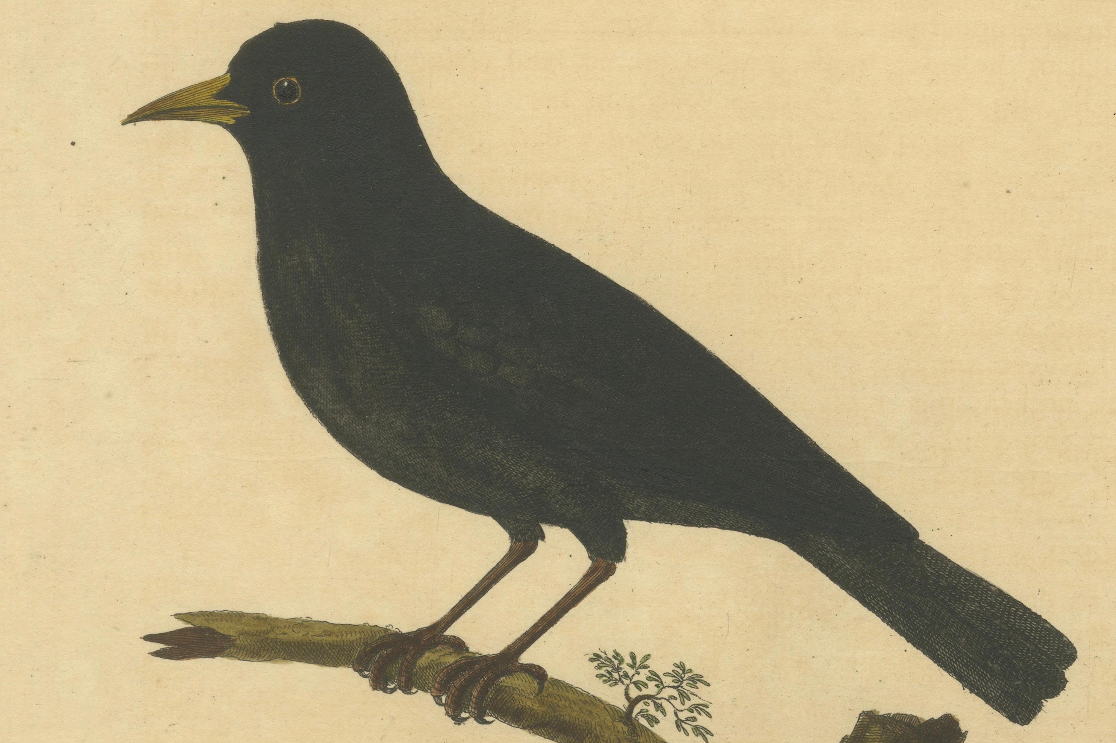 Antiker handkolorierter Kupferstich der Amsel von Eleazar Albin, um 1730 (Graviert) im Angebot