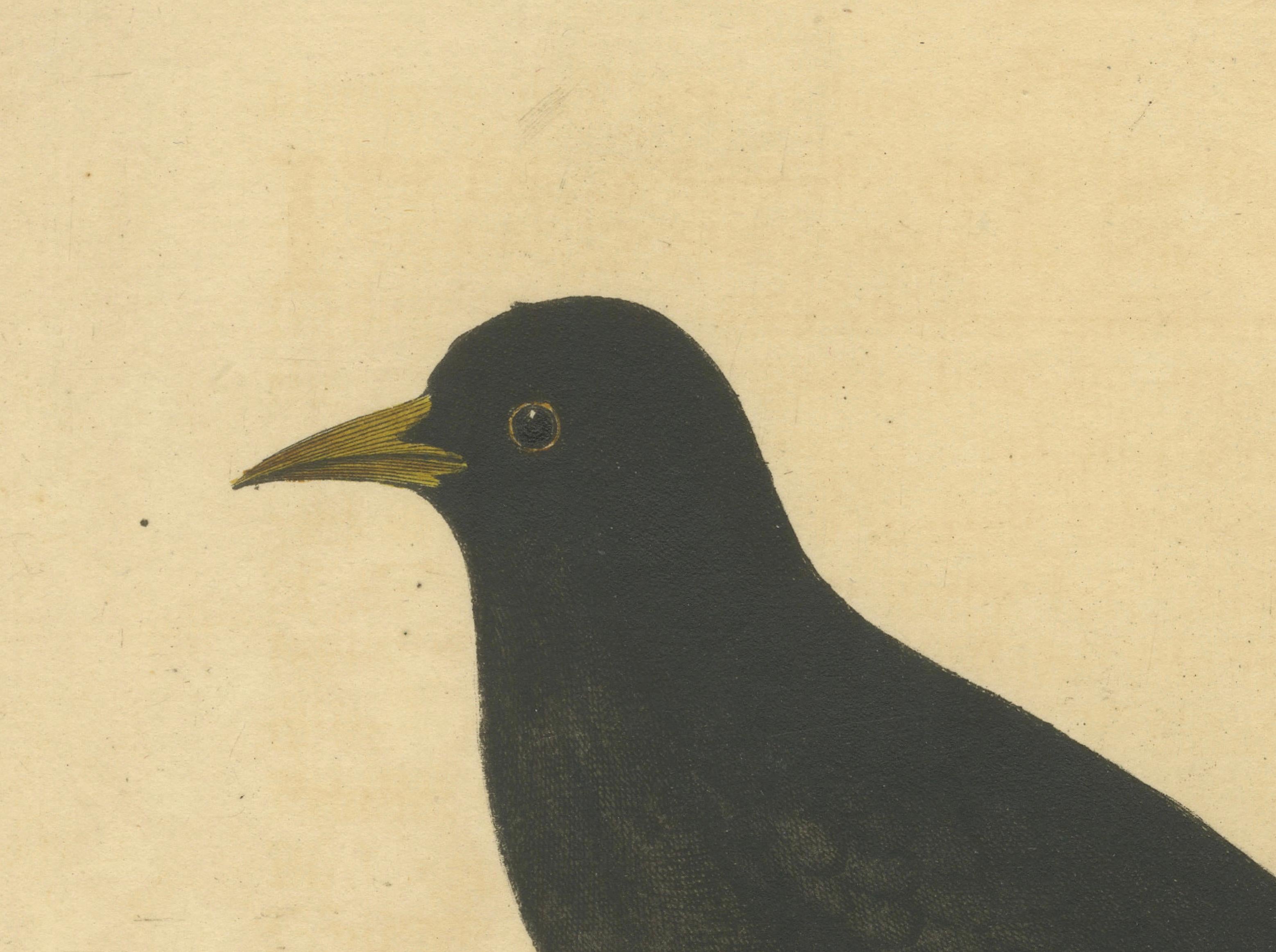 Antiker handkolorierter Kupferstich der Amsel von Eleazar Albin, um 1730 im Zustand „Gut“ im Angebot in Langweer, NL