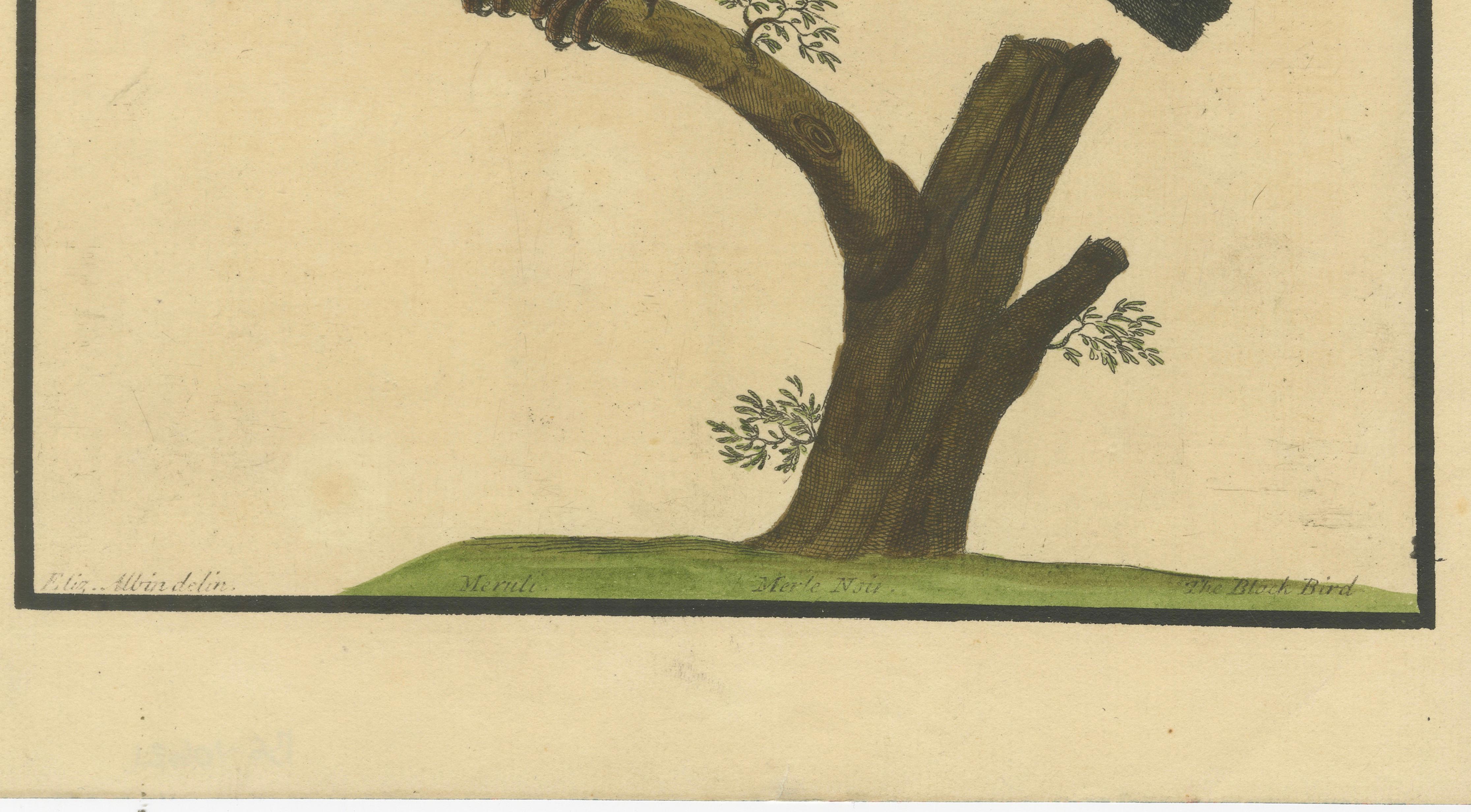 Antiker handkolorierter Kupferstich der Amsel von Eleazar Albin, um 1730 (18. Jahrhundert) im Angebot