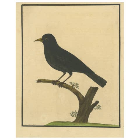 Antique Hand-Colored Engraving of The Blackbird by Eleazar Albin, circa 1730