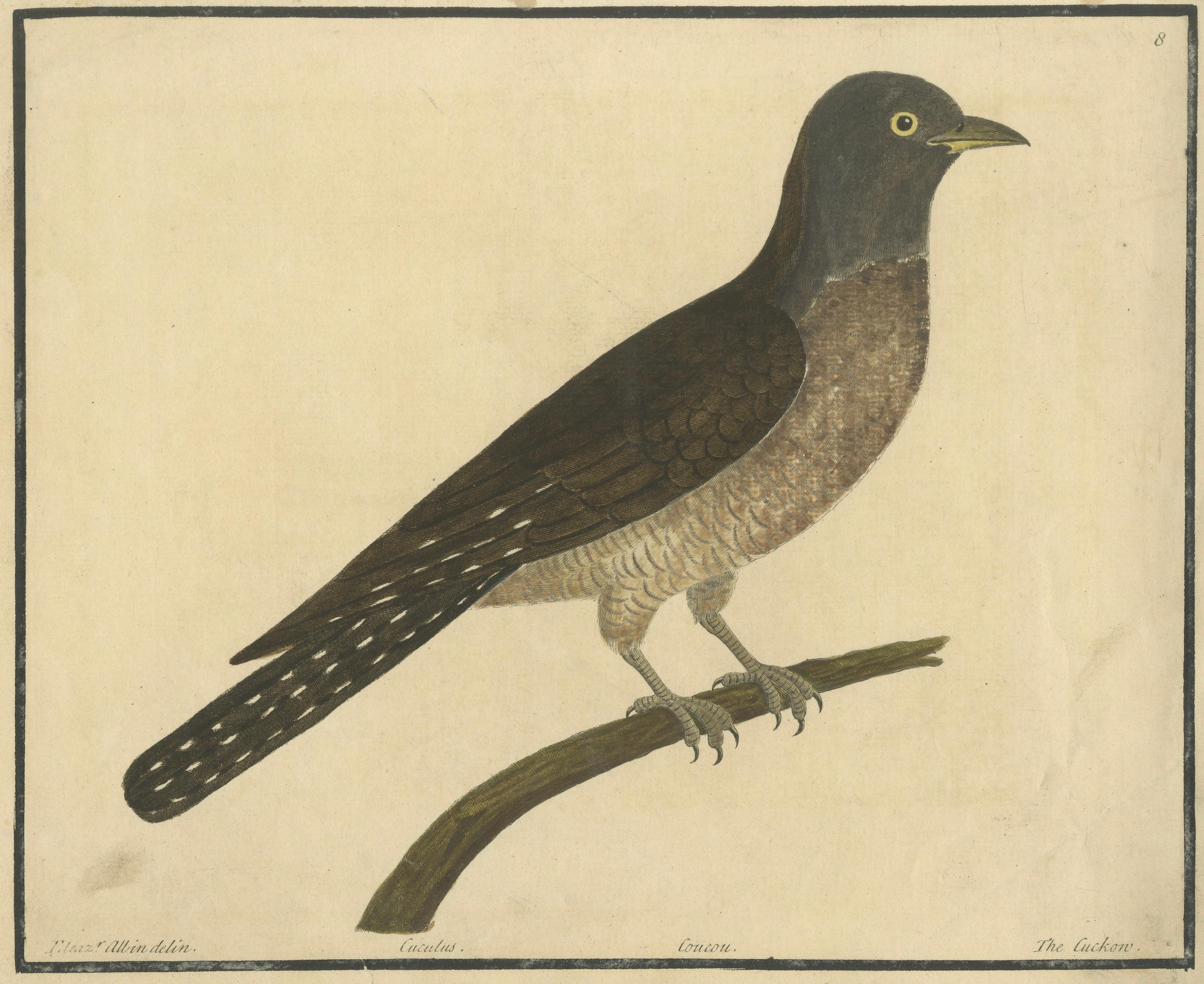 Titel: Antiker handkolorierter Kupferstich Der Kuckuck von Eleazar Albin, um 1730

Beschreibung:
Dieser detailreiche, handkolorierte Stich mit dem Titel Cuculus, The Cuckow zeigt den Kuckuck, der um 1730 von dem englischen Naturhistoriker Eleazar
