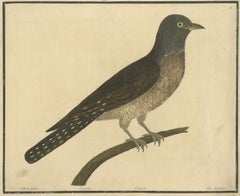 Antique Hand-Colored Engraving of The Cuckoo by Eleazar Albin, circa 1730