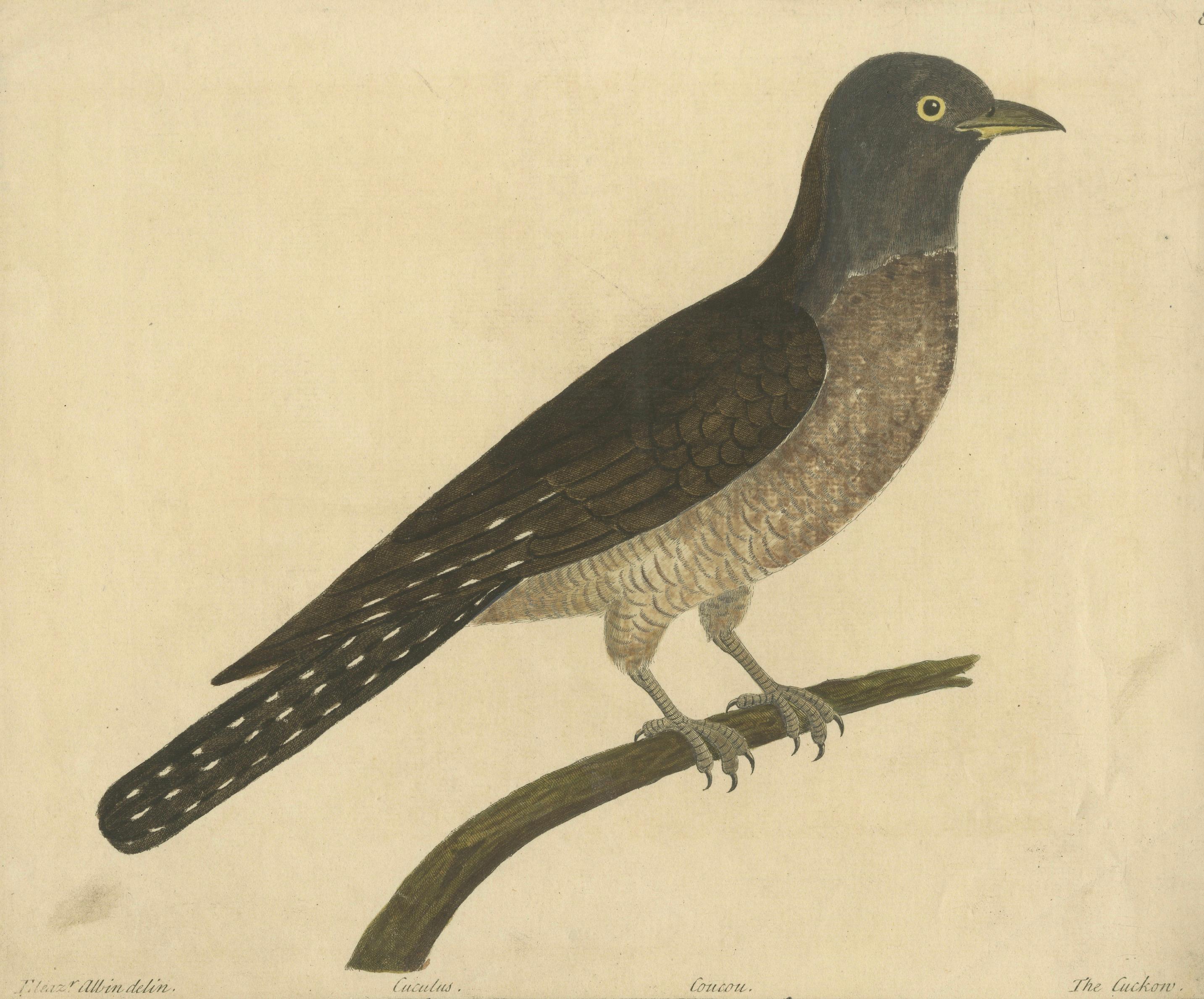 Antiker handkolorierter Kupferstich Der Kuckuck von Eleazar Albin, um 1730 (Englisch) im Angebot