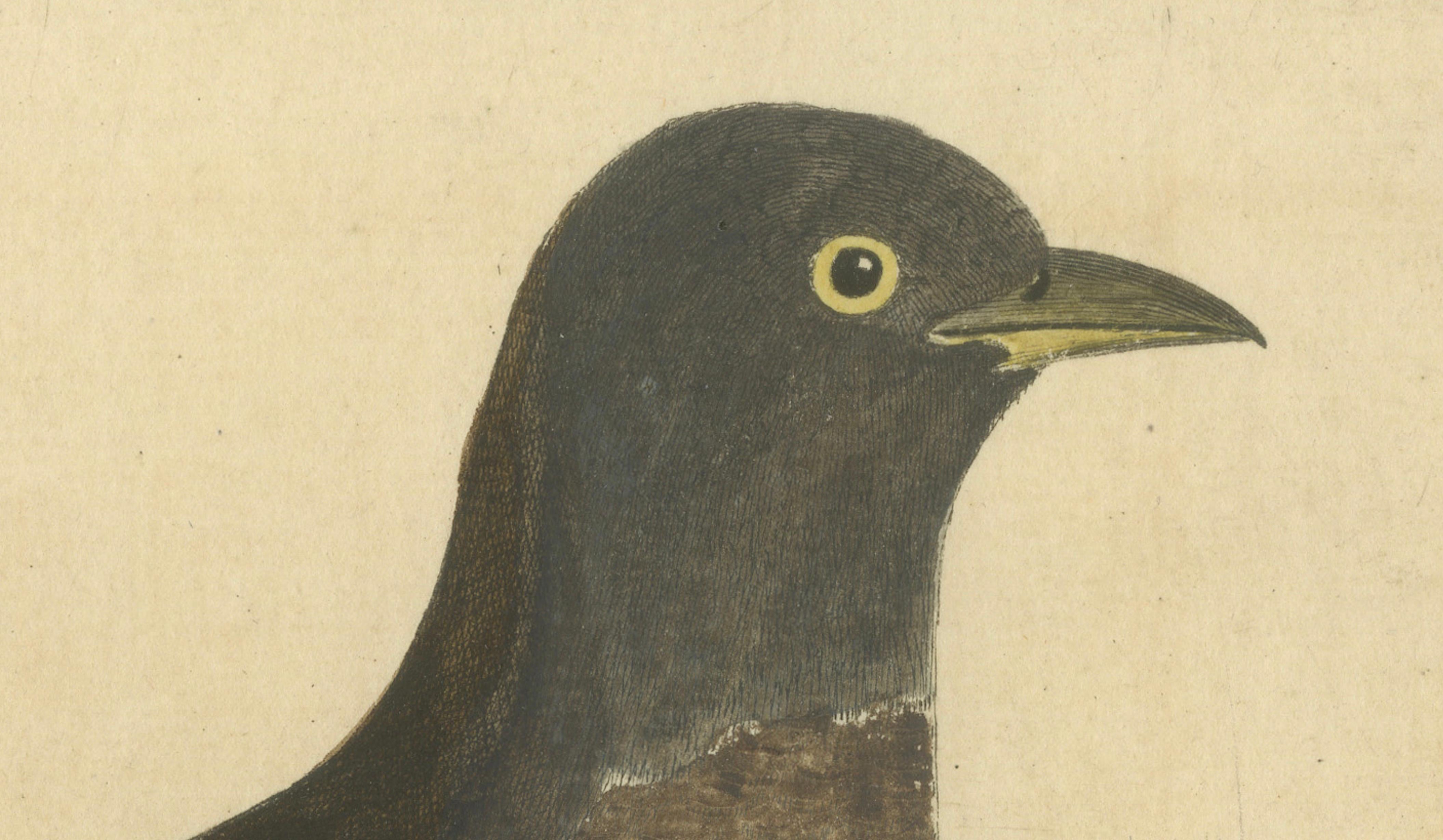 Antiker handkolorierter Kupferstich Der Kuckuck von Eleazar Albin, um 1730 (Graviert) im Angebot