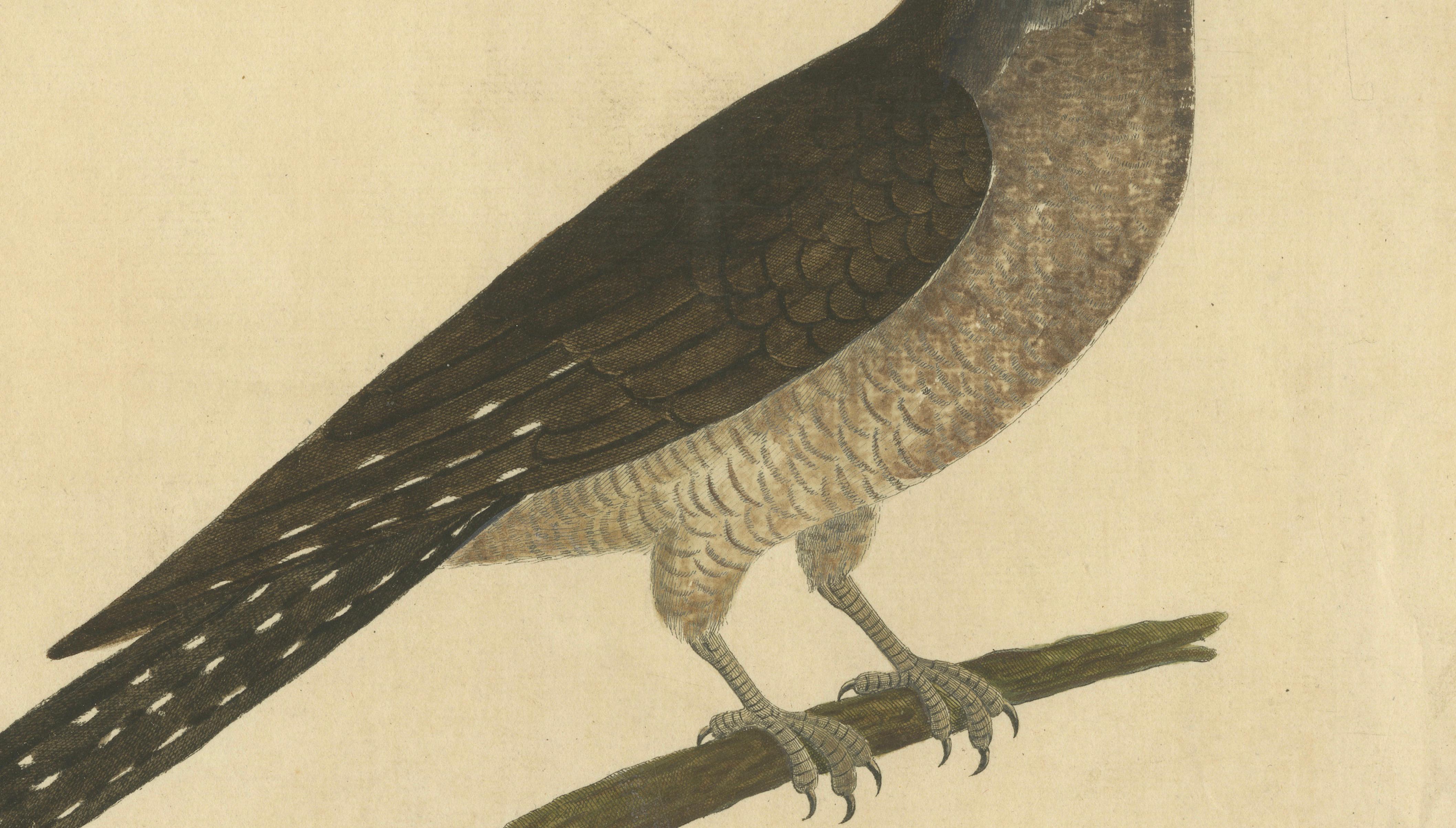 Antiker handkolorierter Kupferstich Der Kuckuck von Eleazar Albin, um 1730 im Zustand „Gut“ im Angebot in Langweer, NL