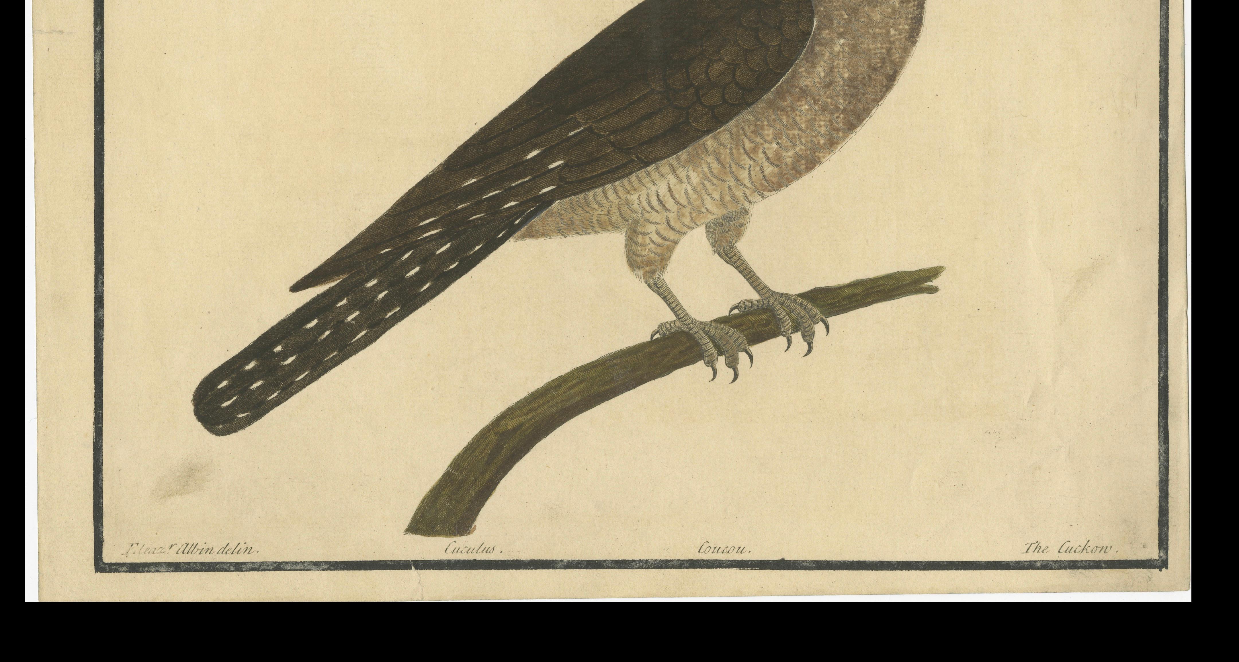 Antiker handkolorierter Kupferstich Der Kuckuck von Eleazar Albin, um 1730 (18. Jahrhundert) im Angebot