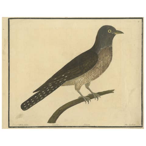 Antique Hand-Colored Engraving of The Cuckoo by Eleazar Albin, circa 1730