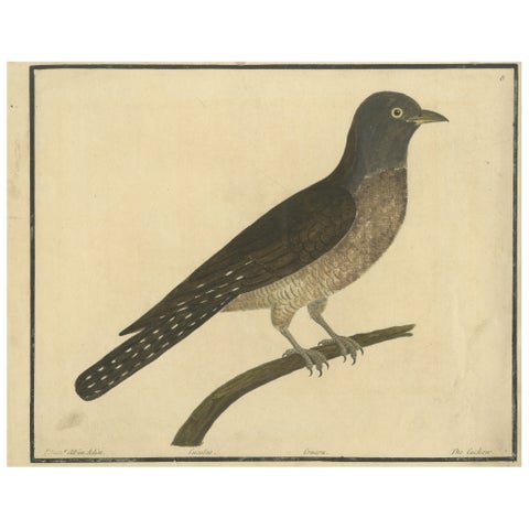 Antique Hand-Colored Engraving of The Cuckoo by Eleazar Albin, circa 1730