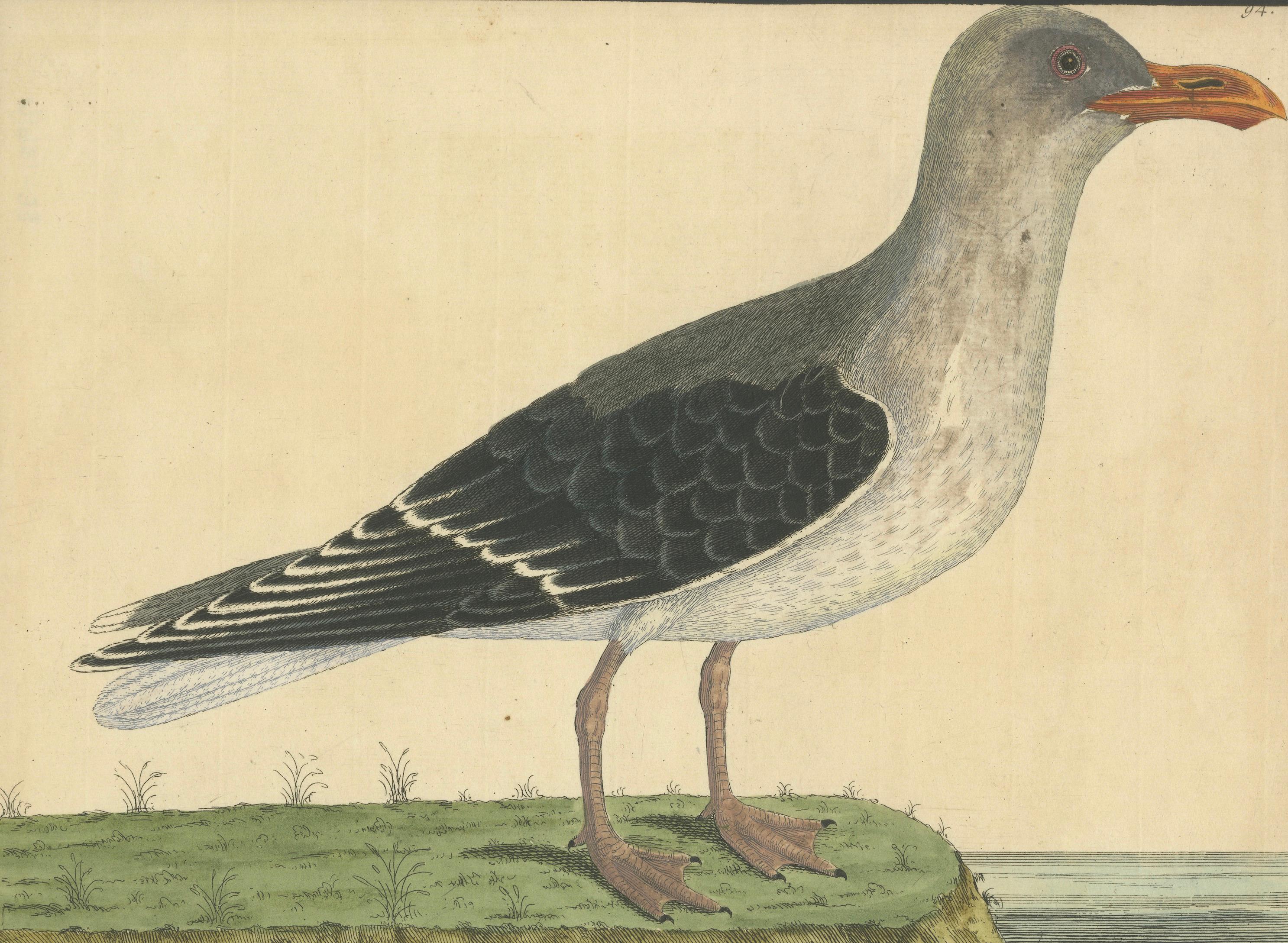 Title: Antique Hand-Colored Engraving of The Great Black and White Gull by Eleazar Albin, 1735

Description:
This impressive antique hand-colored engraving depicts The Great Black and White Gull, titled Larus ingens marinus Clusii, drawn and