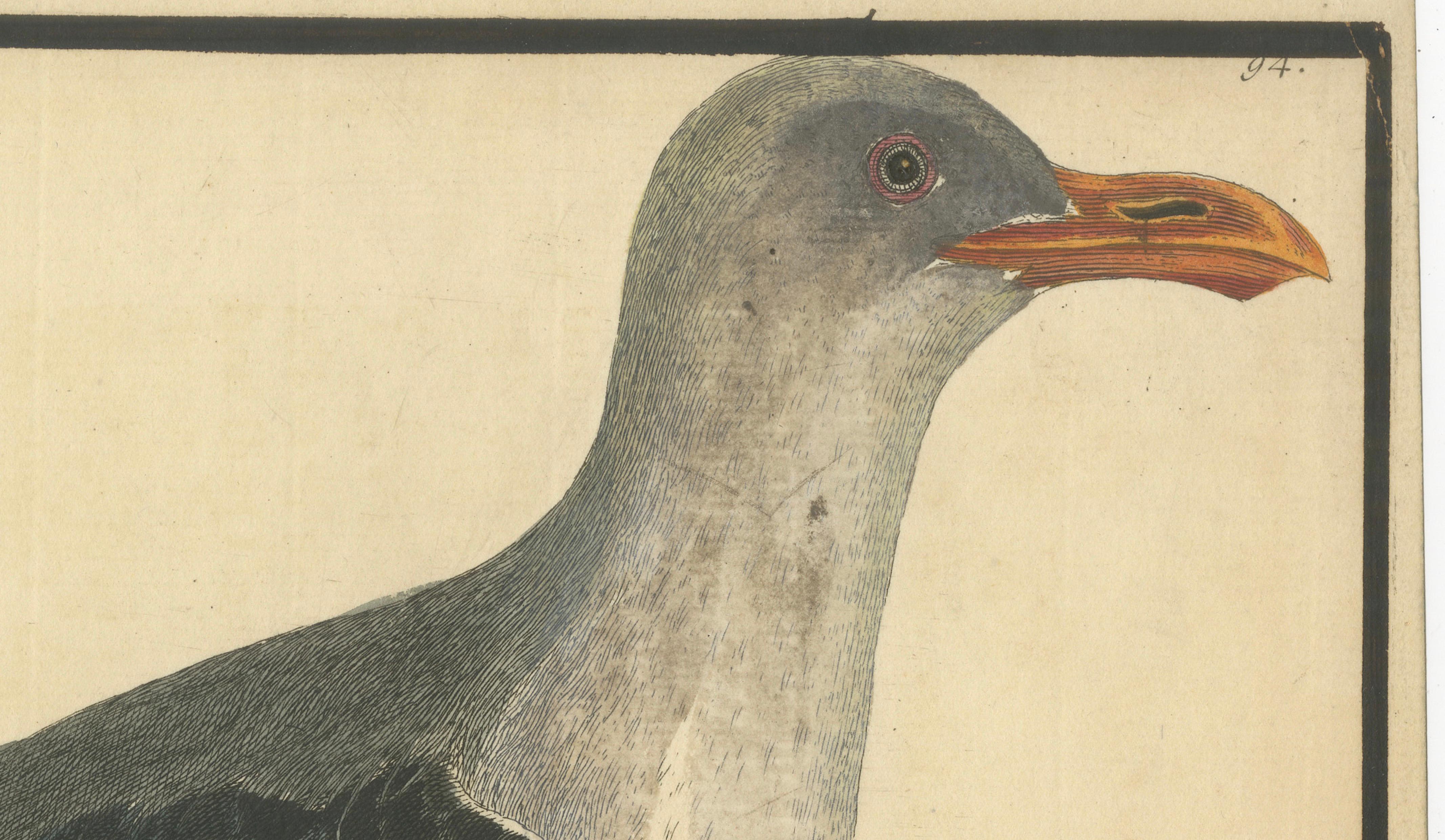 English Antique Hand-Colored Engraving of The Great Black and White Gull by Albin, 1735 For Sale