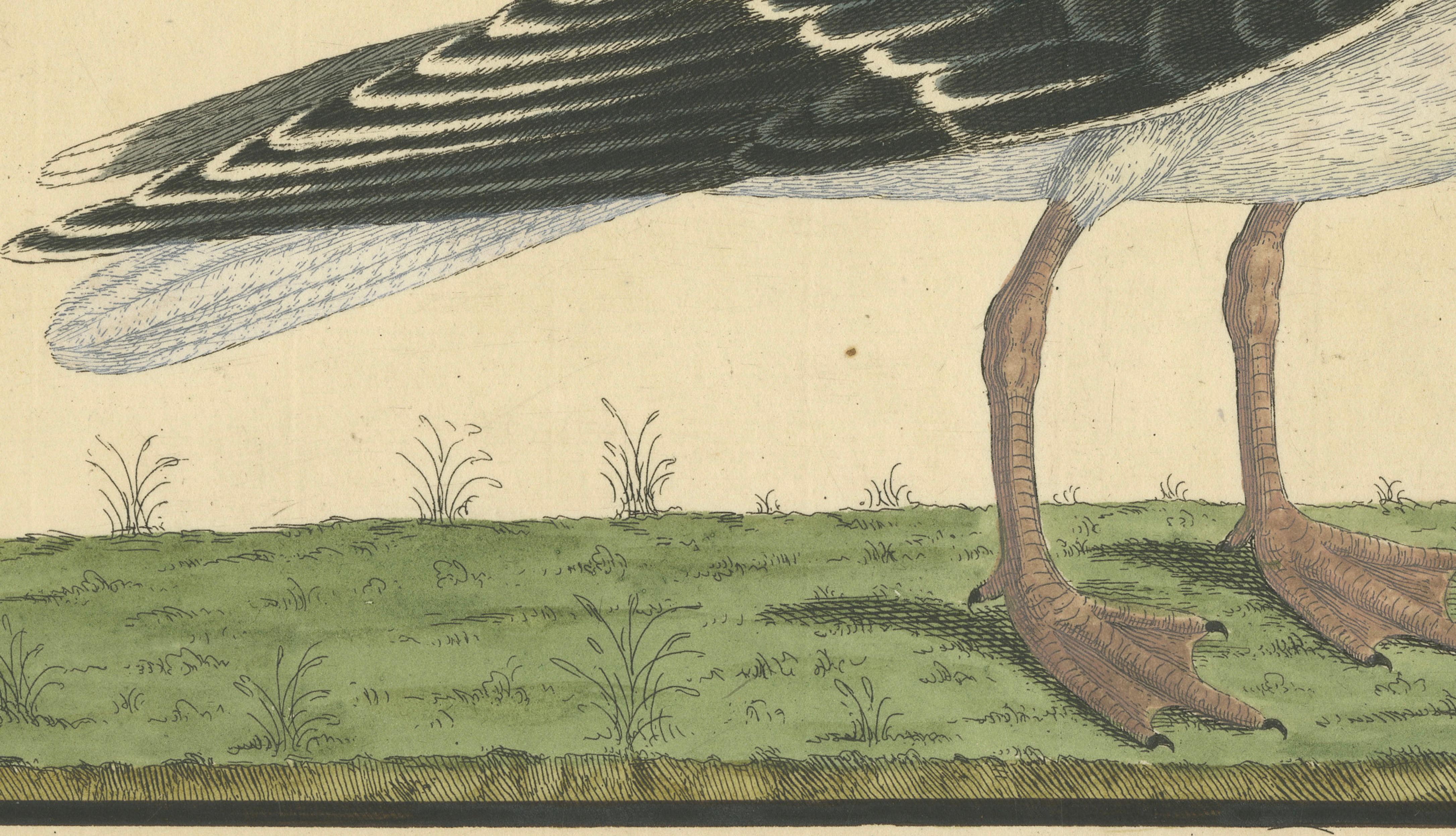 Engraved Antique Hand-Colored Engraving of The Great Black and White Gull by Albin, 1735 For Sale
