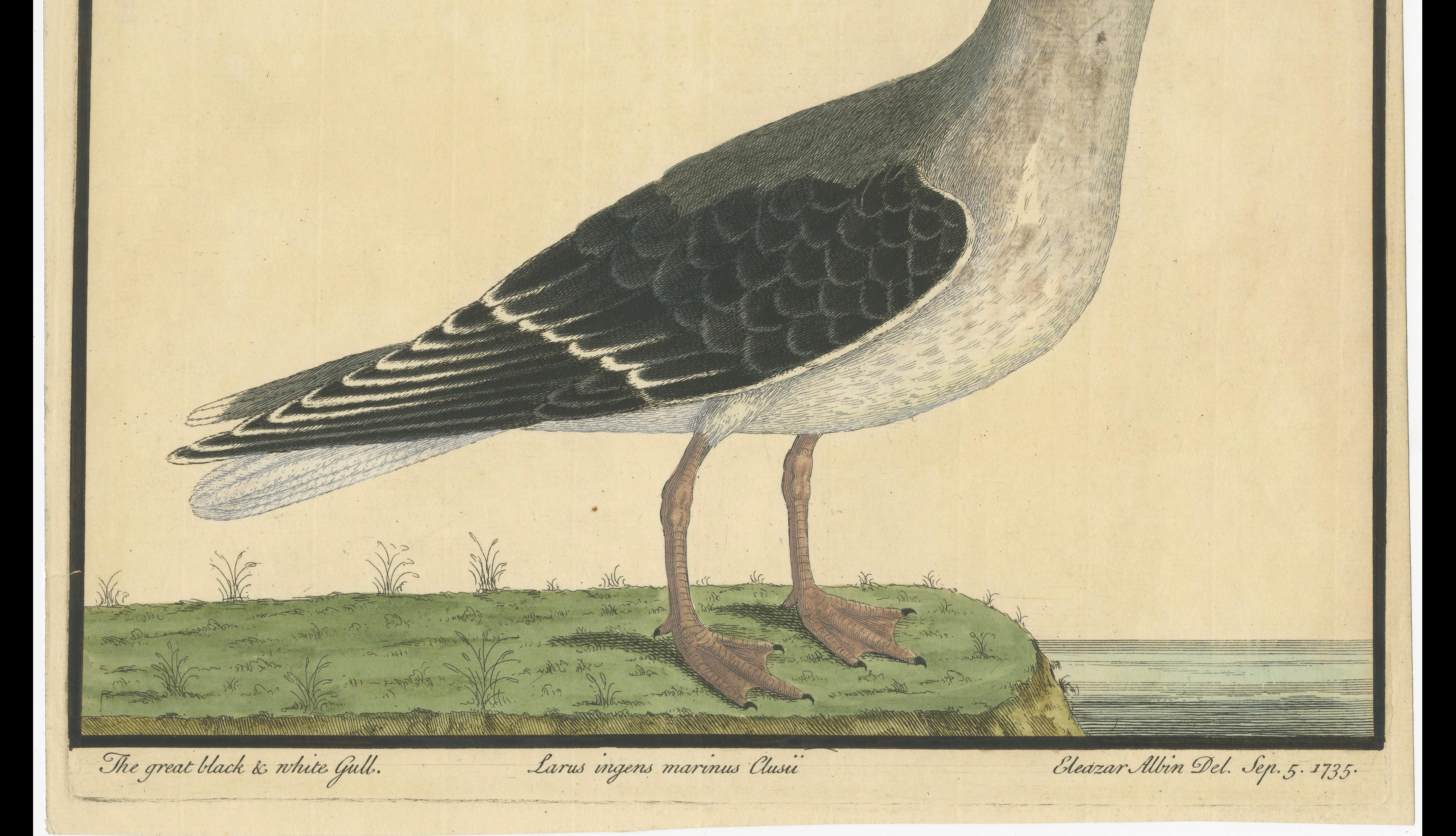 Antique Hand-Colored Engraving of The Great Black and White Gull by Albin, 1735 In Good Condition For Sale In Langweer, NL