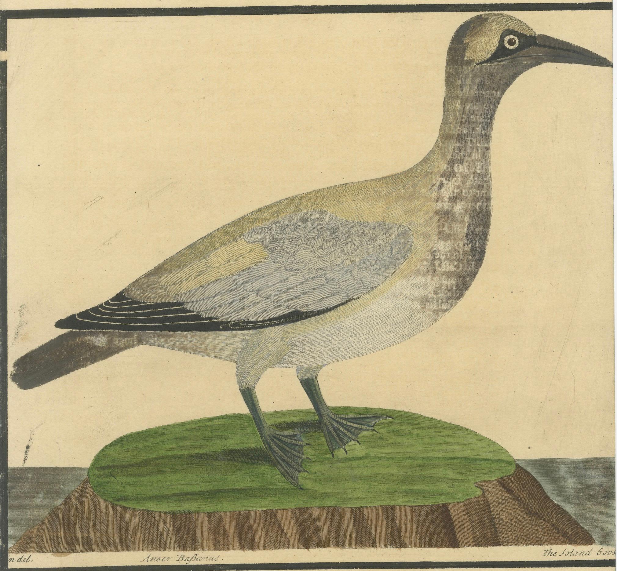 Antiker handkolorierter Kupferstich der Inselgans von Eleazar Albin, um 1730

Beschreibung:
Dieser seltene antike handkolorierte Stich zeigt die Inselgans (Anser Bassanus), die von Eleazar Albin um 1730 geschaffen wurde. Der Stich zeigt den Vogel