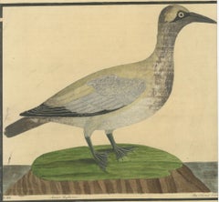 Antique Hand-Colored Engraving of The Island Goose by Eleazar Albin, circa 1730
