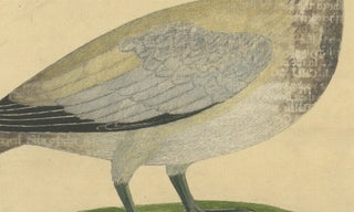 Antique Hand-Colored Engraving of The Island Goose by Eleazar Albin, circa 1730, view 3