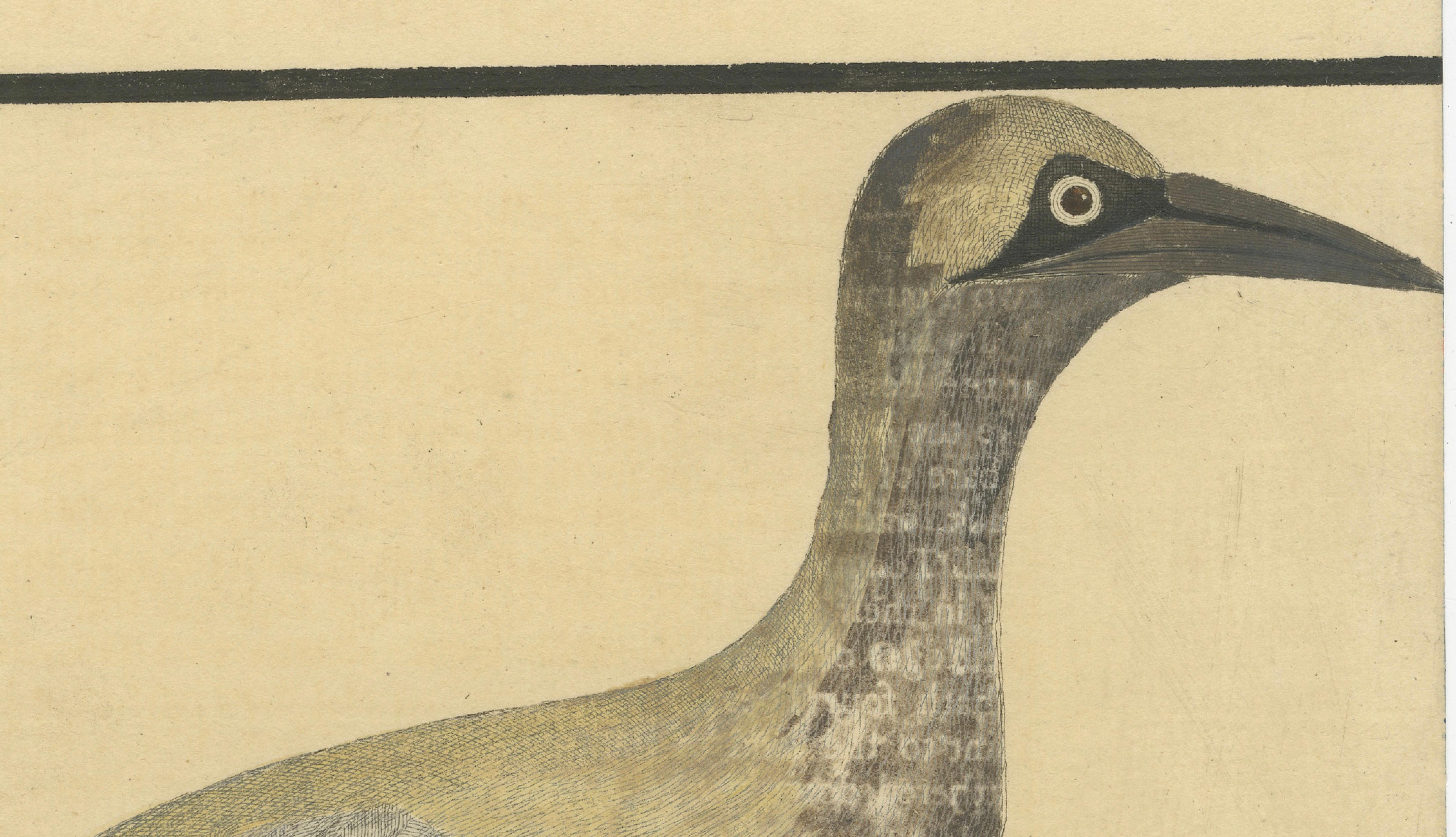Antiker handkolorierter Kupferstich der Inselgans von Eleazar Albin, um 1730 (Graviert) im Angebot
