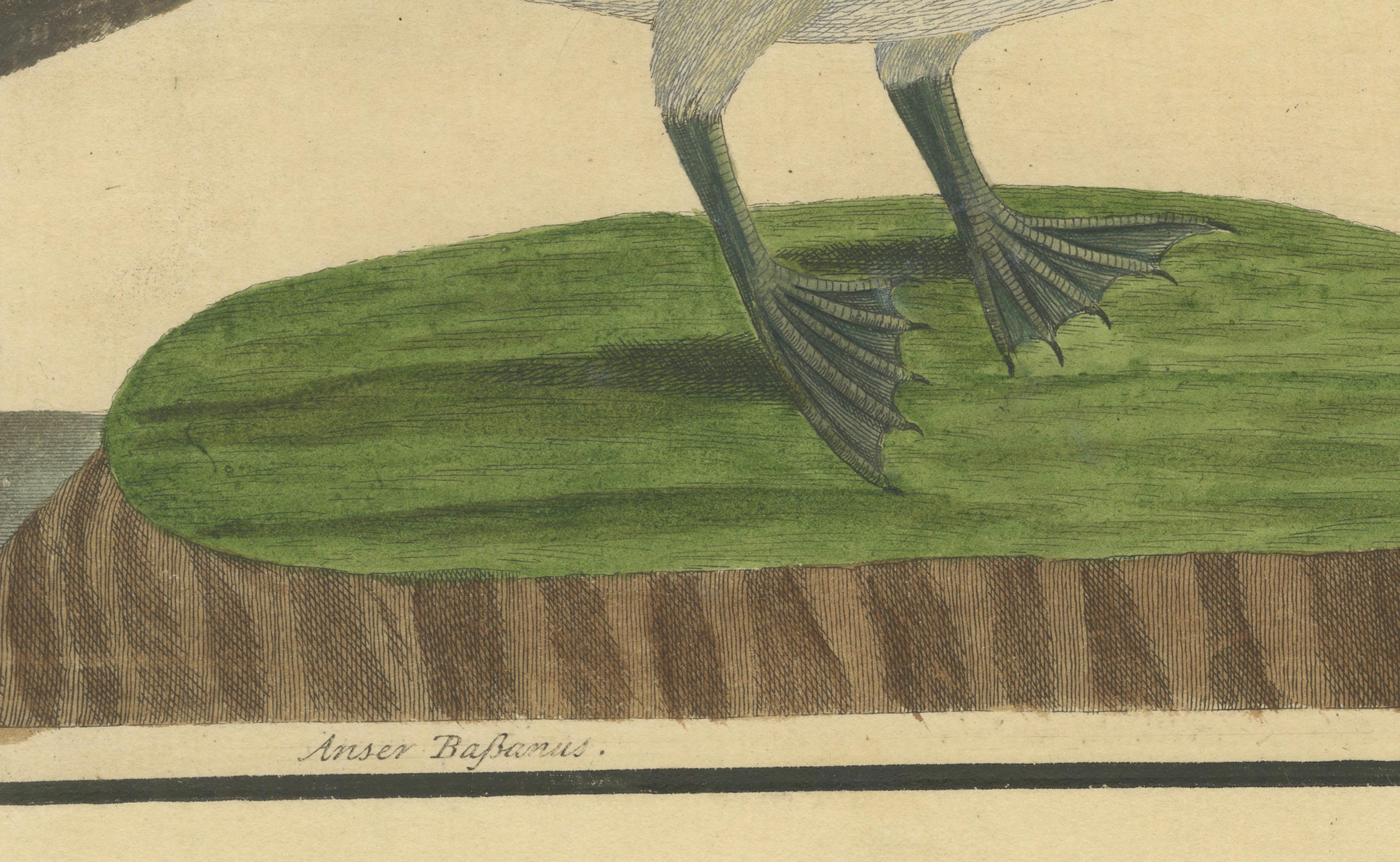 Antiker handkolorierter Kupferstich der Inselgans von Eleazar Albin, um 1730 im Zustand „Relativ gut“ im Angebot in Langweer, NL