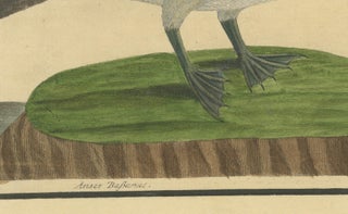 Antique Hand-Colored Engraving of The Island Goose by Eleazar Albin, circa 1730, view 5