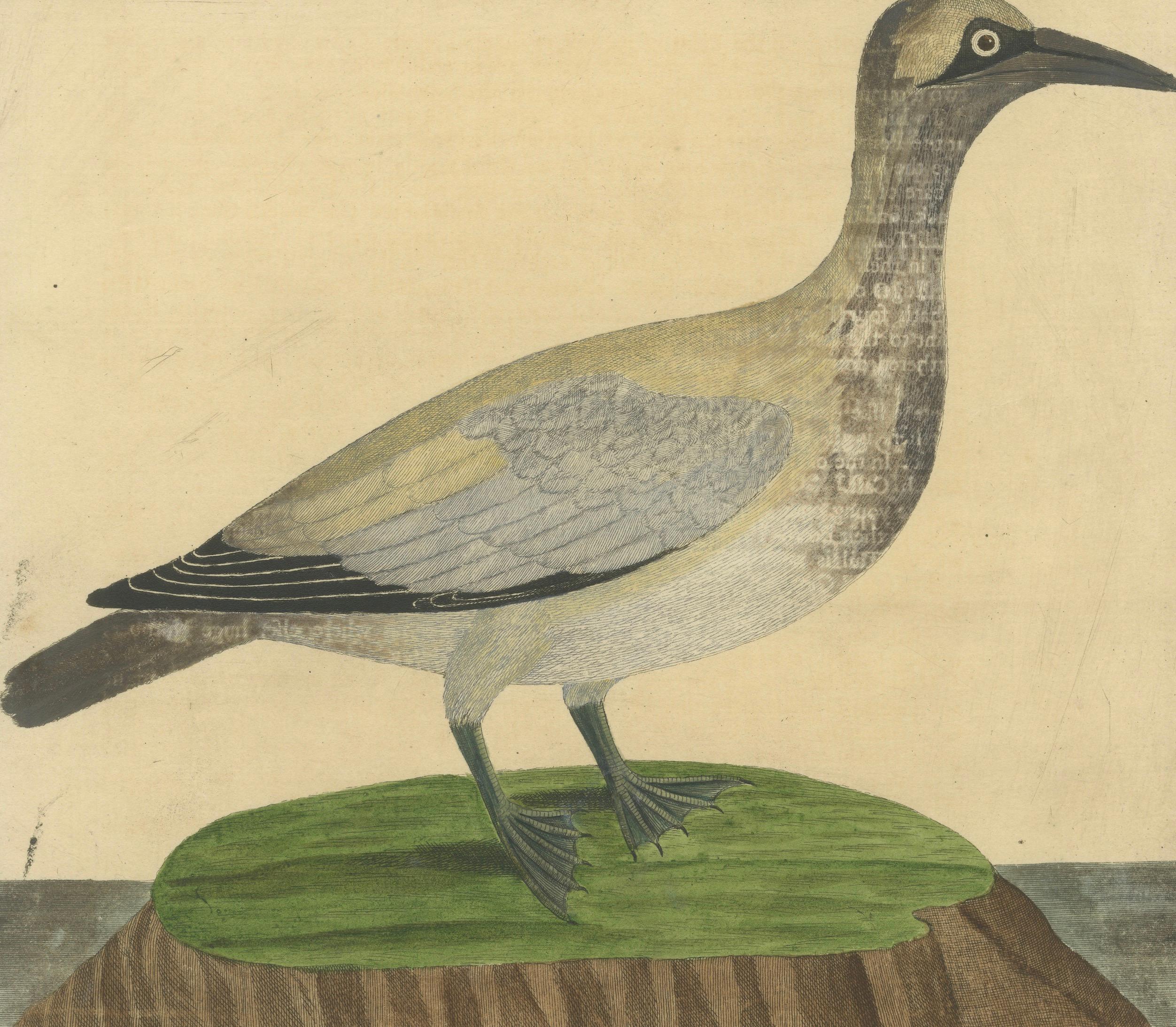 Antiker handkolorierter Kupferstich der Inselgans von Eleazar Albin, um 1730 (18. Jahrhundert) im Angebot