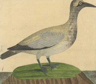 Antique Hand-Colored Engraving of The Island Goose by Eleazar Albin, circa 1730, view 6