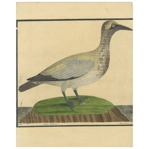 Antique Hand-Colored Engraving of The Island Goose by Eleazar Albin, circa 1730