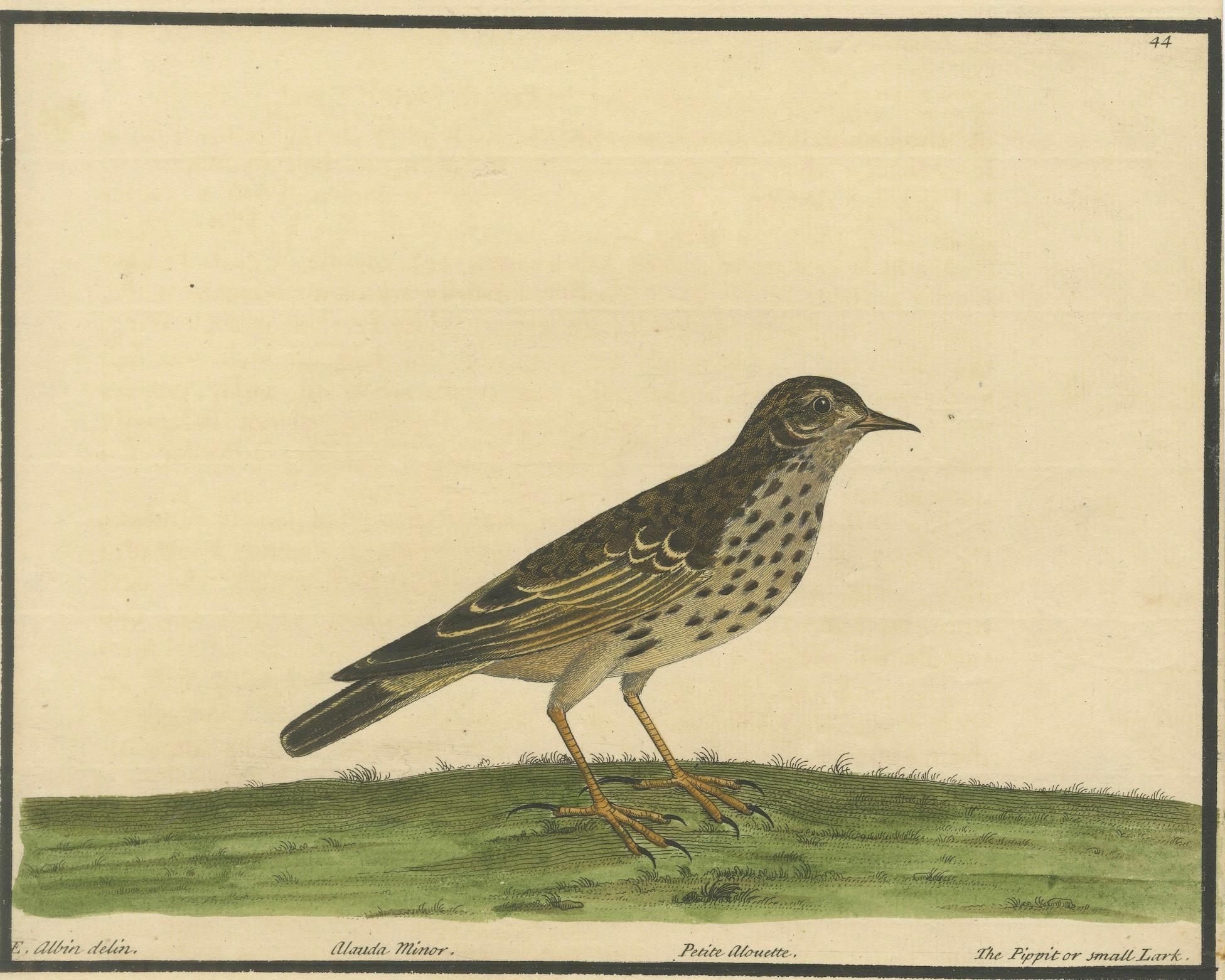 Titel: Antiker handkolorierter Kupferstich Der Pieper oder die kleine Lerche von Eleazar Albin, um 1730

Beschreibung:
Dieser zarte, antike, handkolorierte Stich zeigt den Pipit oder die kleine Lerche, betitelt Alanda Minor, gezeichnet und gestochen