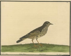 Antique Hand-Colored Engraving of The Pipit or Small Lark by Eleazar Albin, 1730