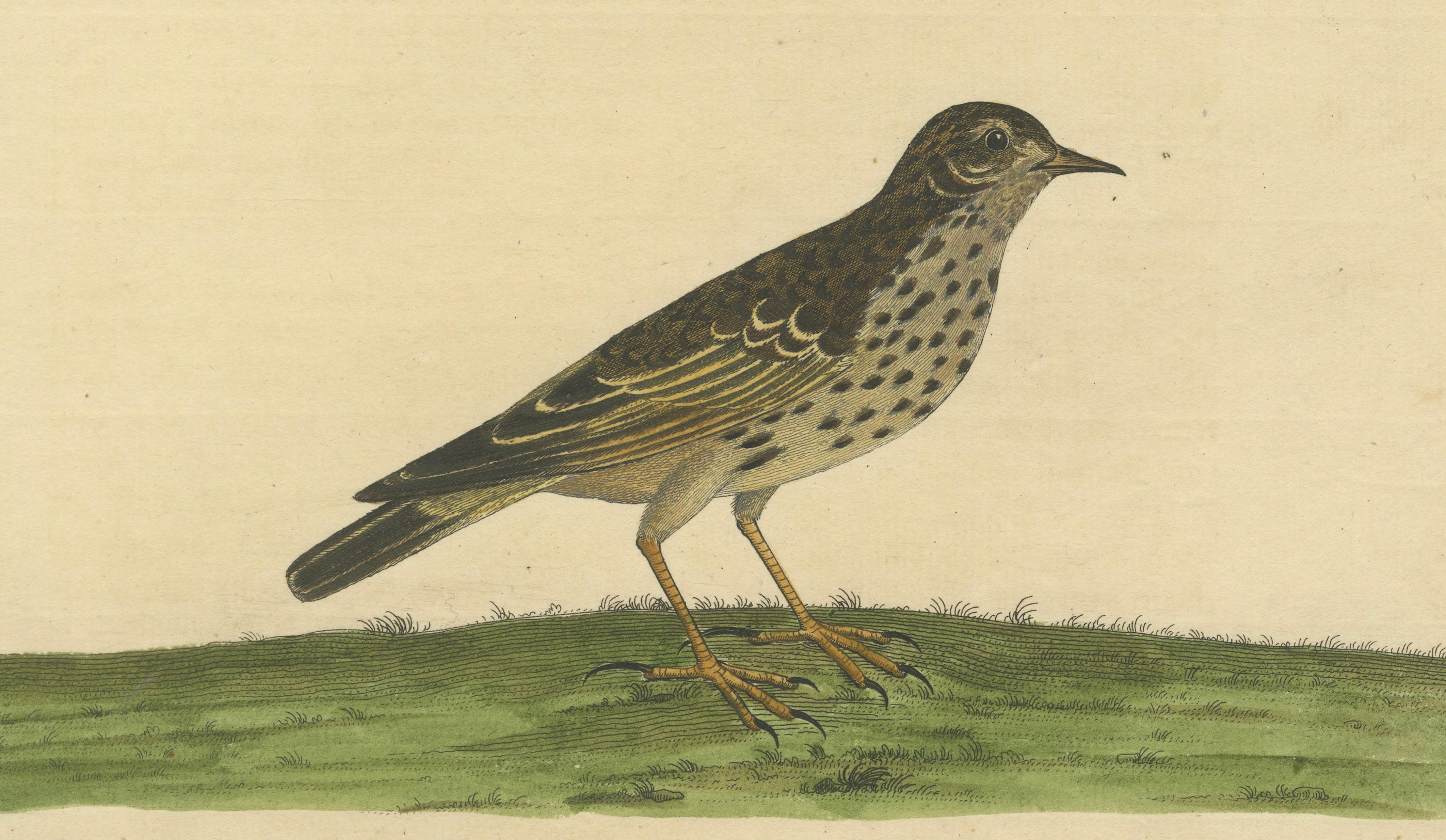 Antiker handkolorierter Kupferstich des Pipit oder der kleinen Lerche von Eleazar Albin, 1730 (Englisch) im Angebot