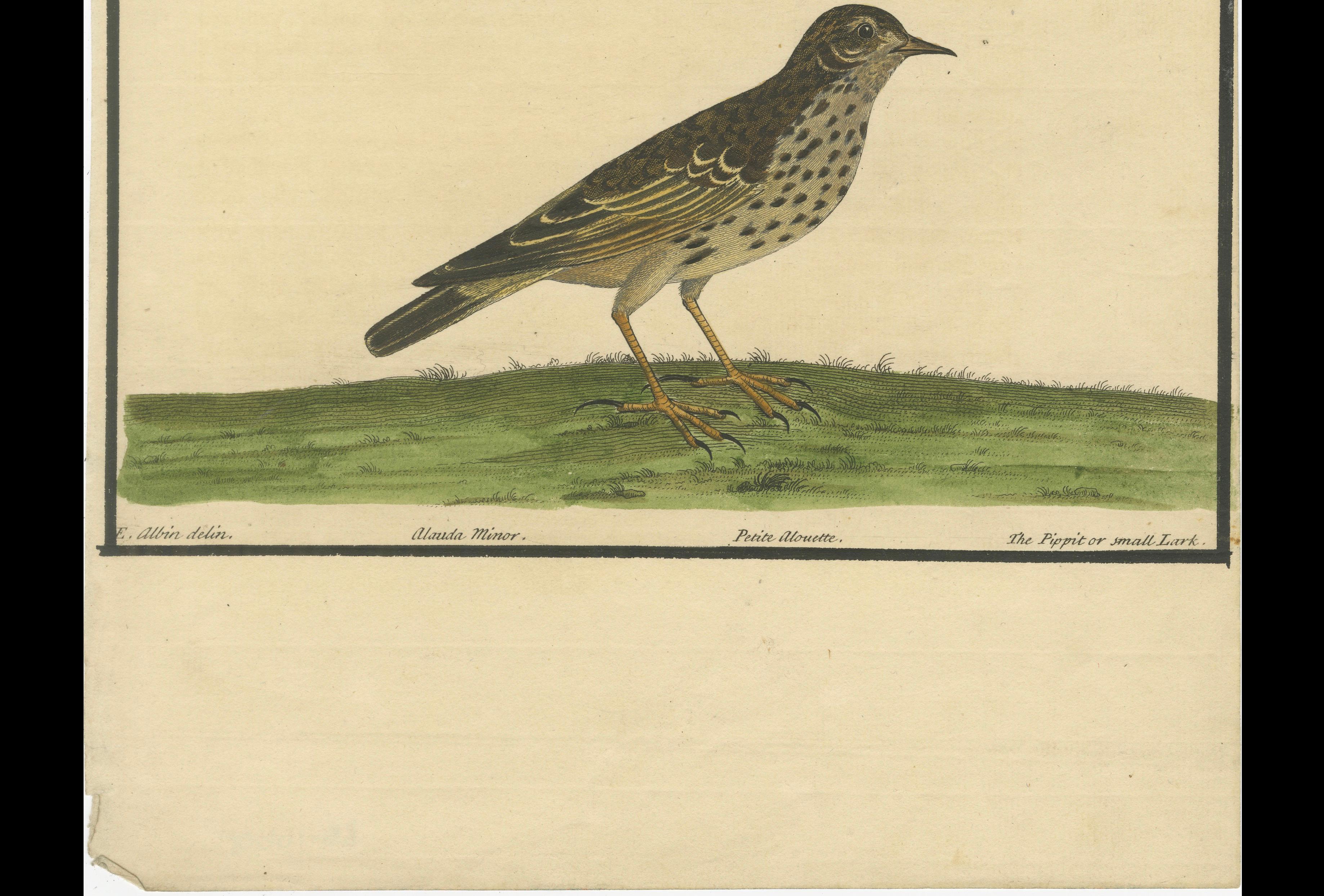 Antiker handkolorierter Kupferstich des Pipit oder der kleinen Lerche von Eleazar Albin, 1730 (Graviert) im Angebot