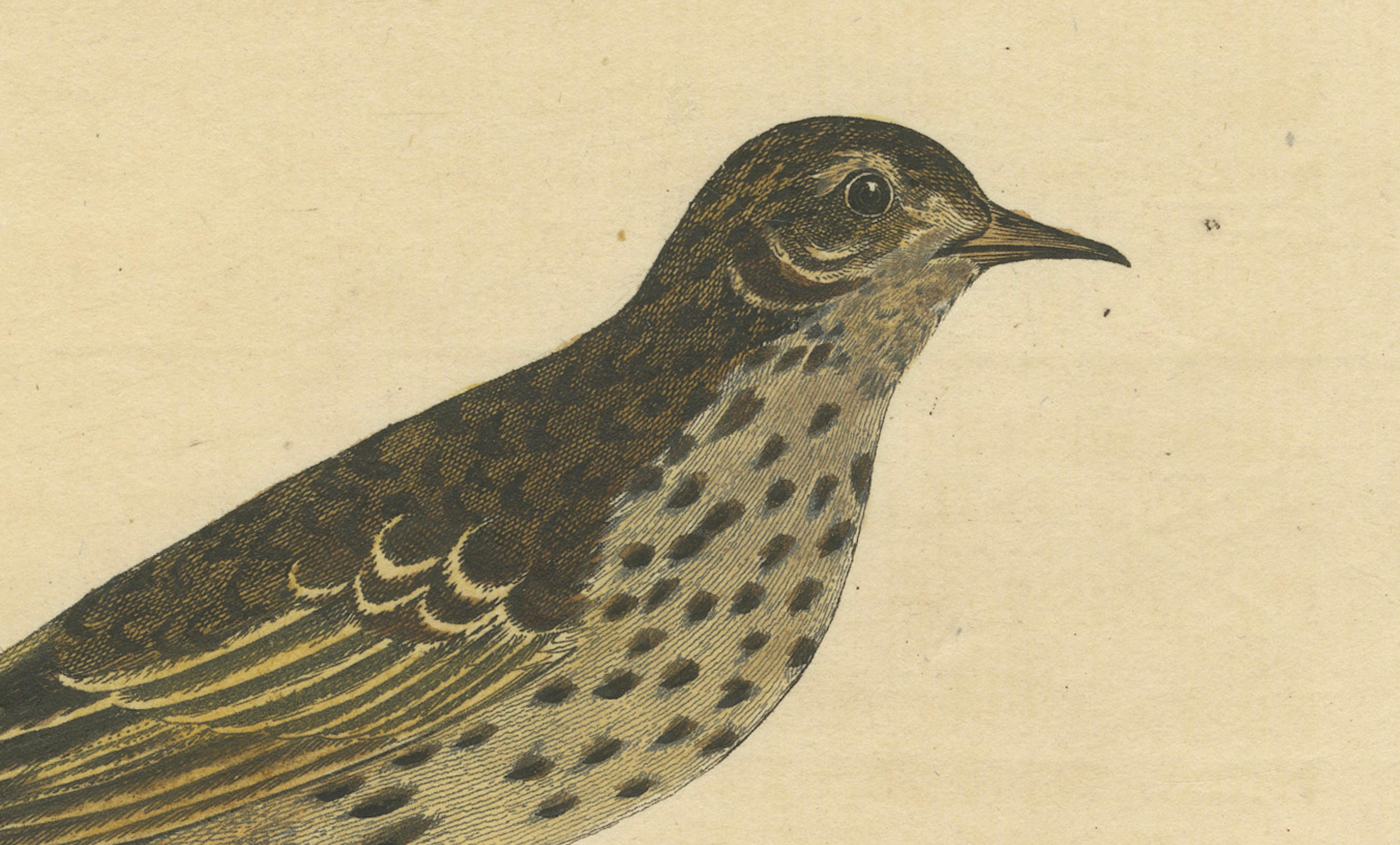 Antiker handkolorierter Kupferstich des Pipit oder der kleinen Lerche von Eleazar Albin, 1730 im Zustand „Gut“ im Angebot in Langweer, NL