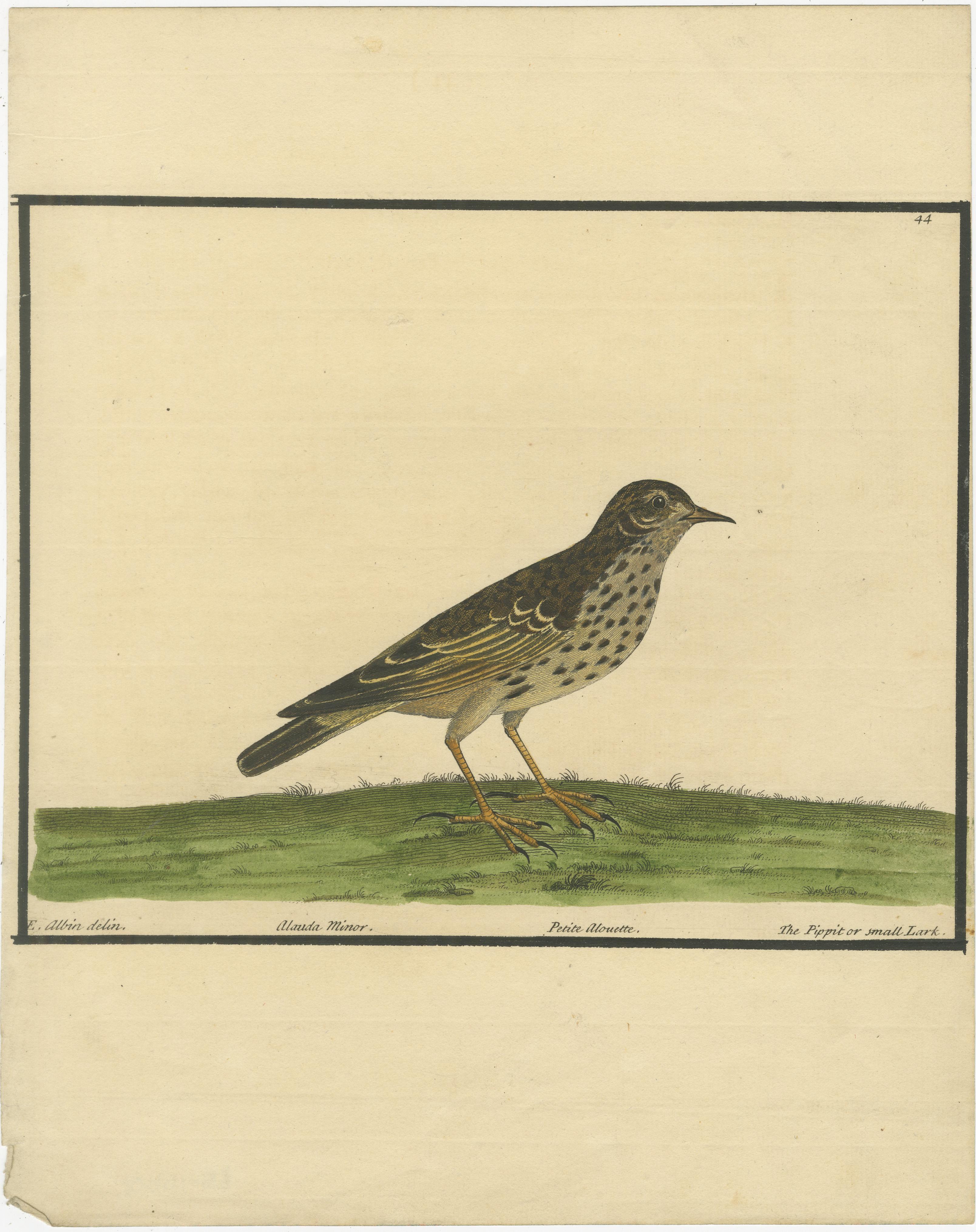 Antiker handkolorierter Kupferstich des Pipit oder der kleinen Lerche von Eleazar Albin, 1730 (18. Jahrhundert) im Angebot
