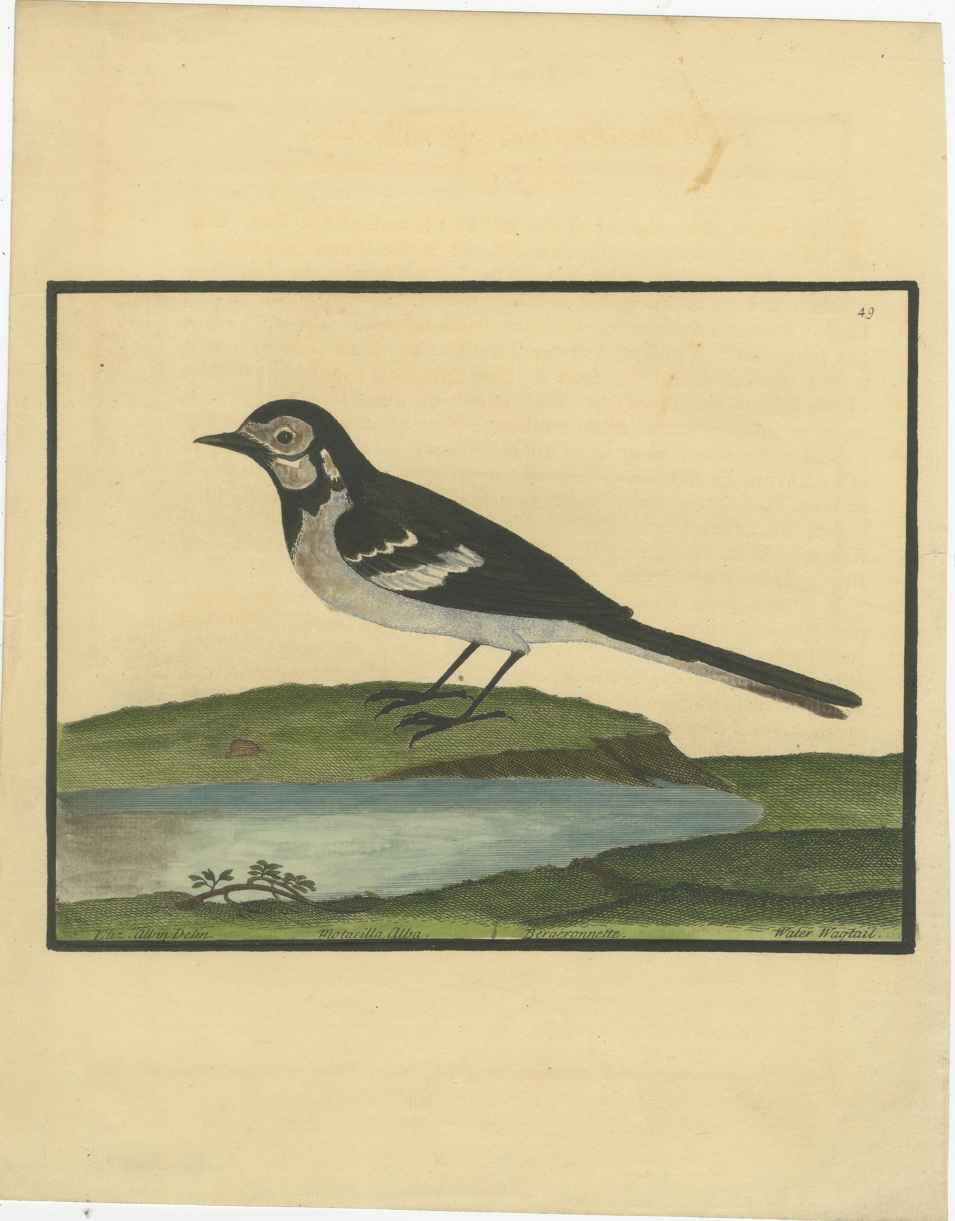Antiker handkolorierter Kupferstich der Wasserstelze von Eleazar Albin, um 1730

Dieser anmutige antike handkolorierte Stich zeigt die Wasserstelze, betitelt Motacilla Alba, aus der ornithologischen Serie des englischen Naturforschers Eleazar Albin