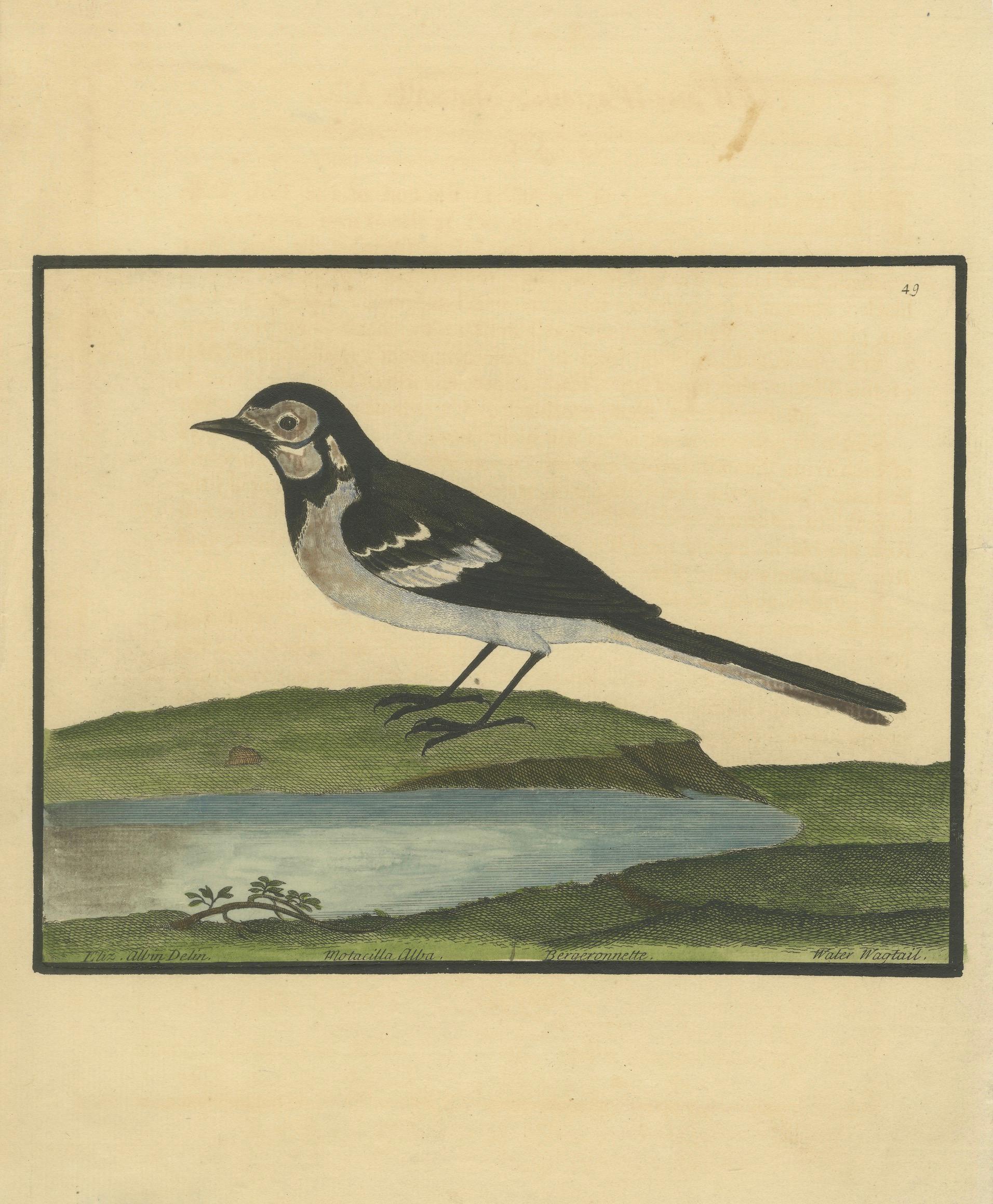 Antiker handkolorierter Kupferstich der Wasserstelze von Eleazar Albin, um 1730 (Englisch) im Angebot