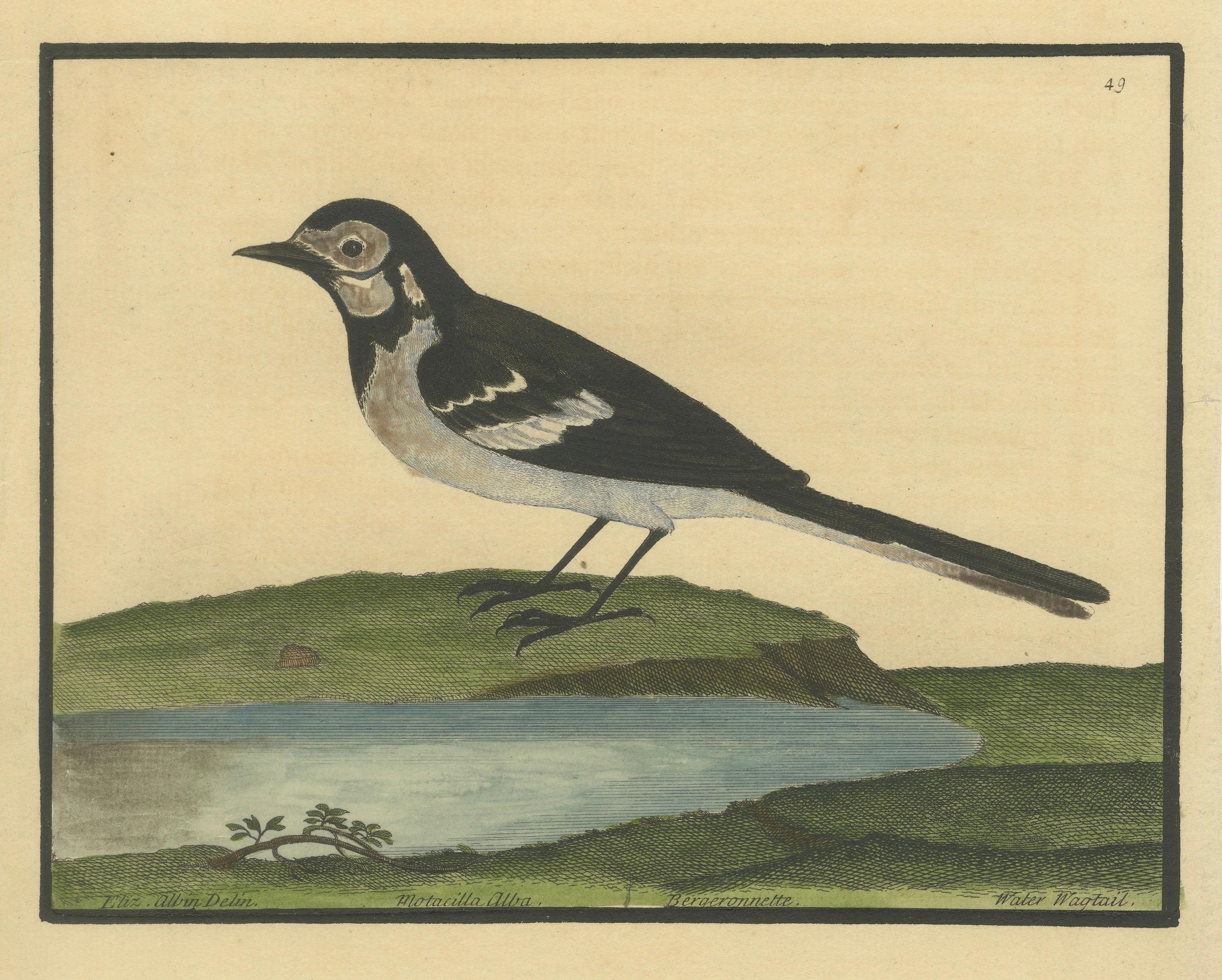 Antiker handkolorierter Kupferstich der Wasserstelze von Eleazar Albin, um 1730 (Graviert) im Angebot