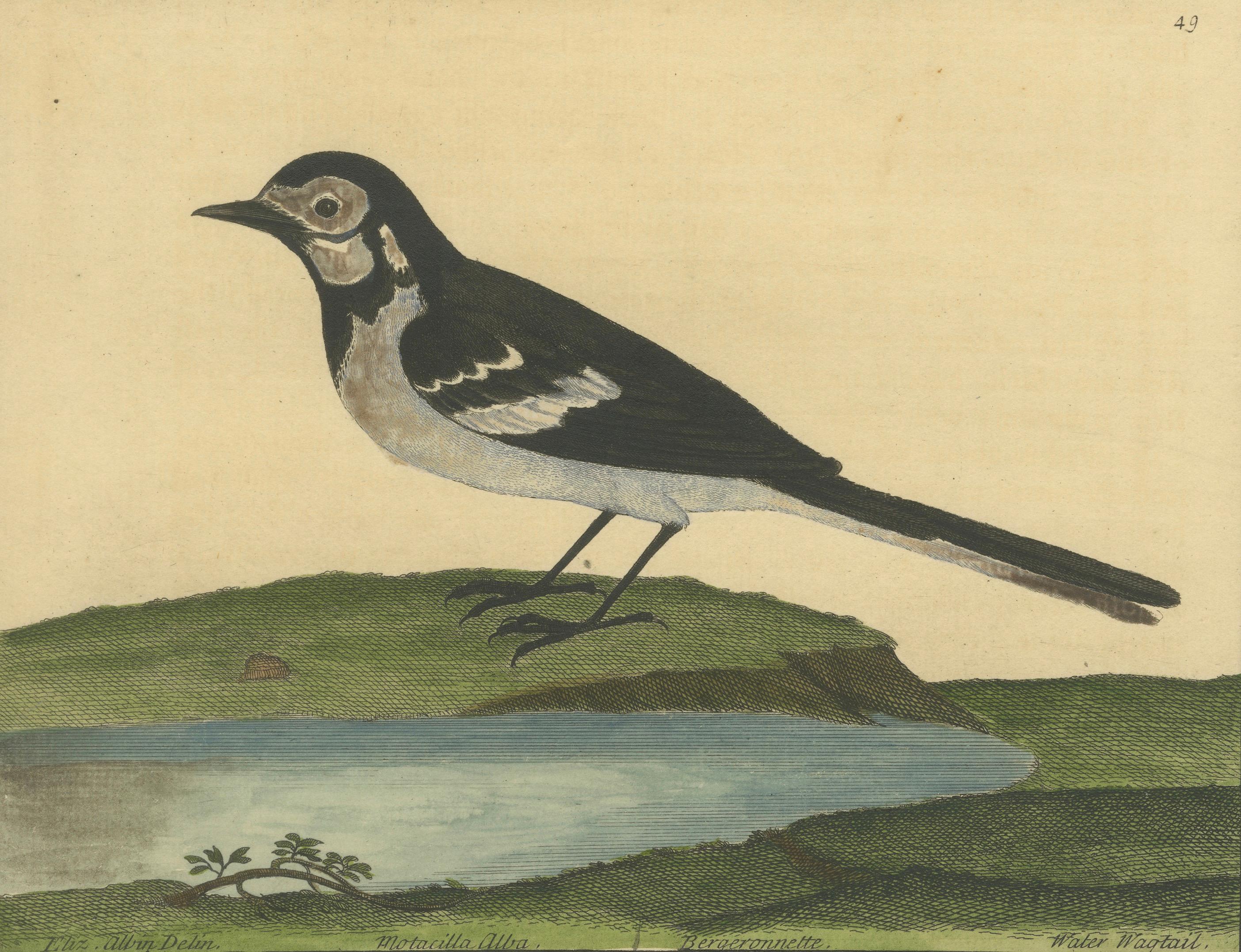 Antiker handkolorierter Kupferstich der Wasserstelze von Eleazar Albin, um 1730 im Zustand „Gut“ im Angebot in Langweer, NL