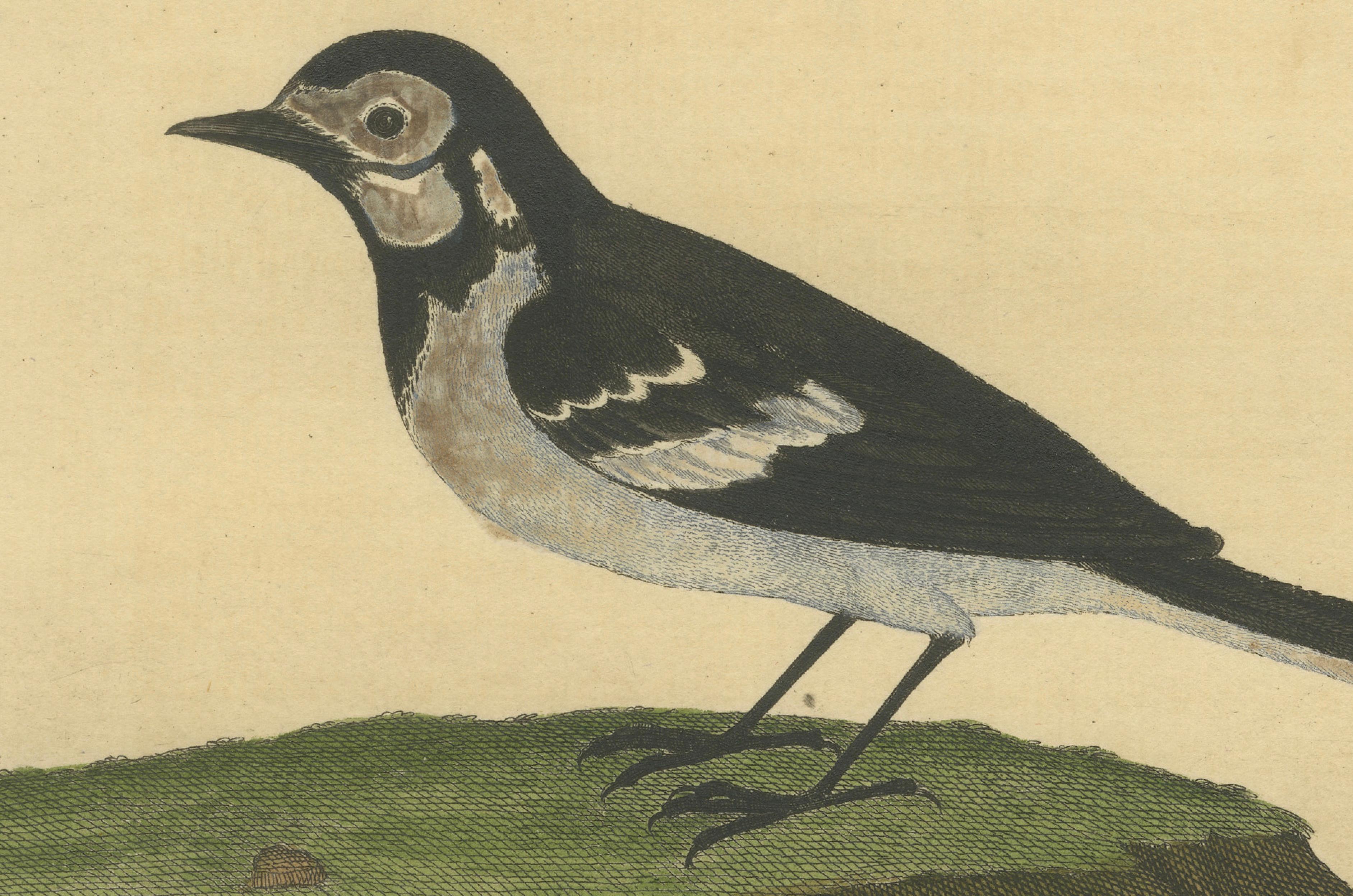Antiker handkolorierter Kupferstich der Wasserstelze von Eleazar Albin, um 1730 (18. Jahrhundert) im Angebot