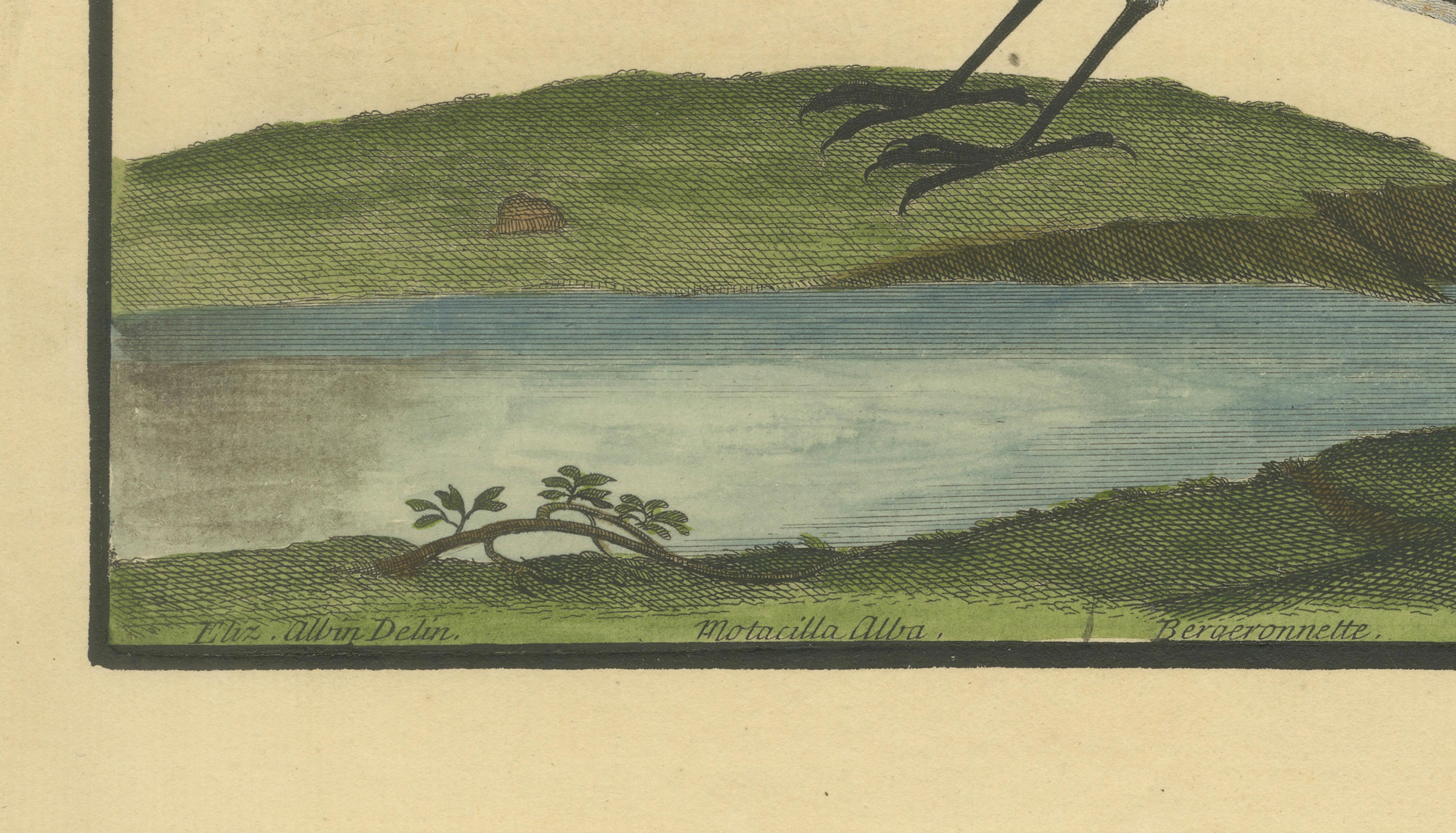 Antiker handkolorierter Kupferstich der Wasserstelze von Eleazar Albin, um 1730 (Papier) im Angebot