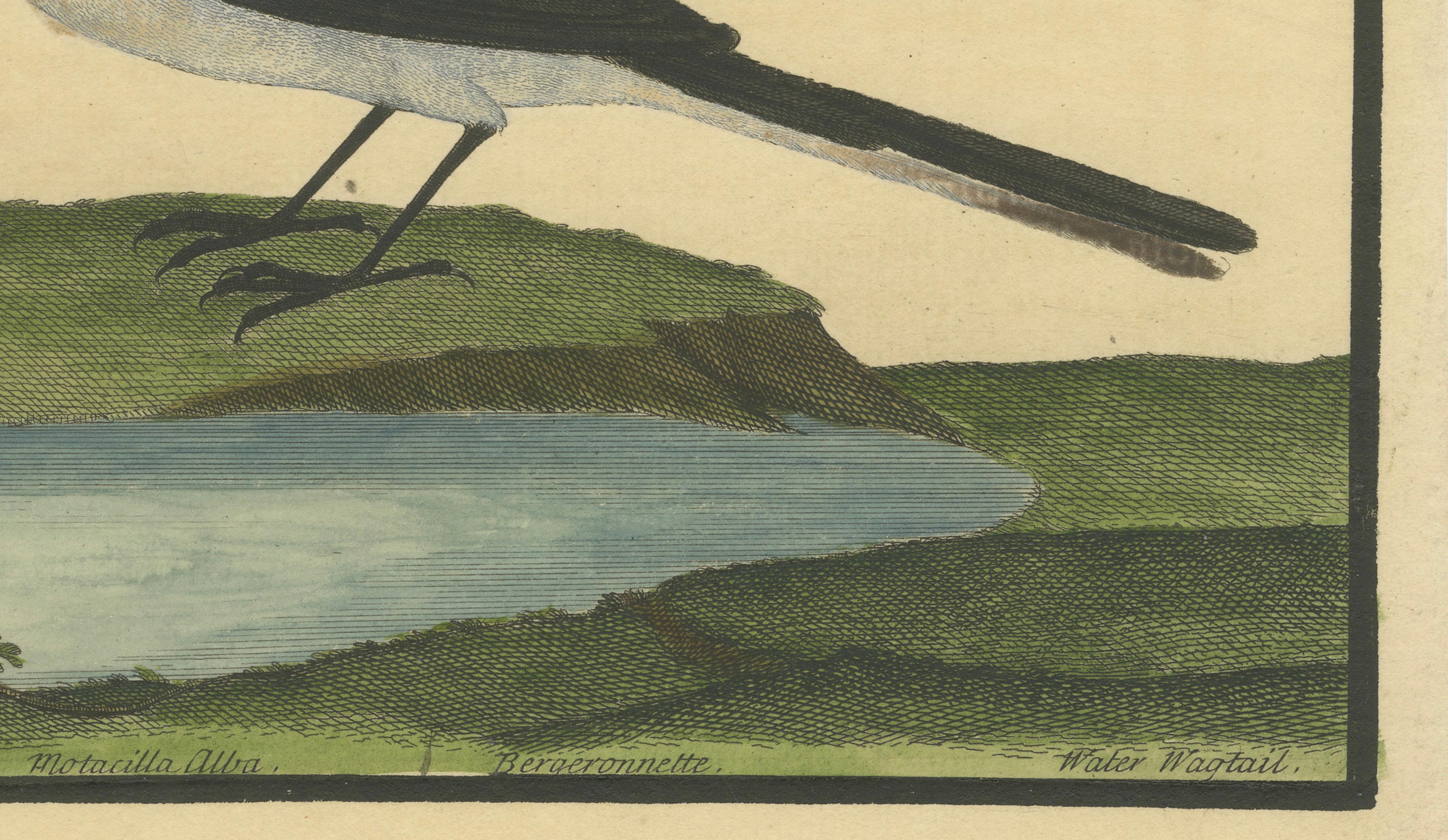 Antiker handkolorierter Kupferstich der Wasserstelze von Eleazar Albin, um 1730 im Angebot 1