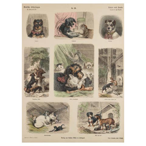 Antique Print of Cats and Dogs – Hand-Colored German Wood Engraving, c.1909