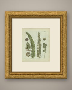 Antique Hand-Colored Fern Engraving by Schkuhr, Aspidium mucronatum, 1806-1809